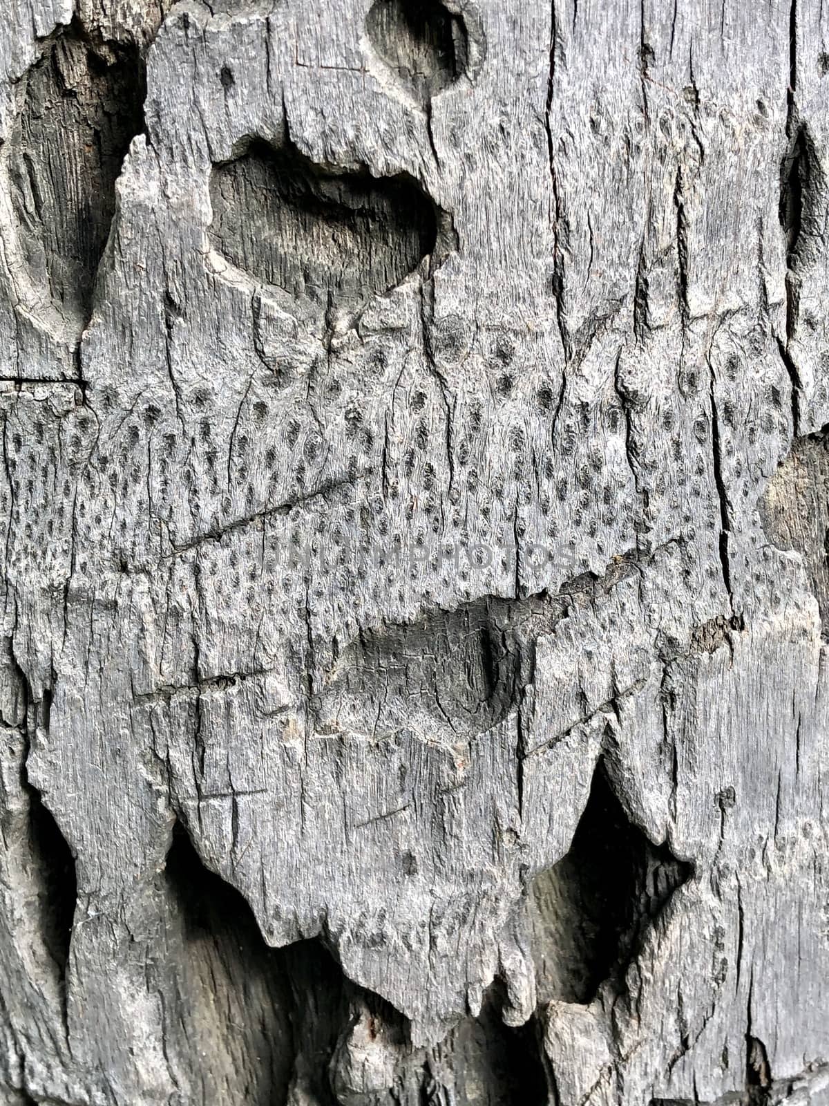 Beautiful view of texture designs in the aged coconut tree in the garden