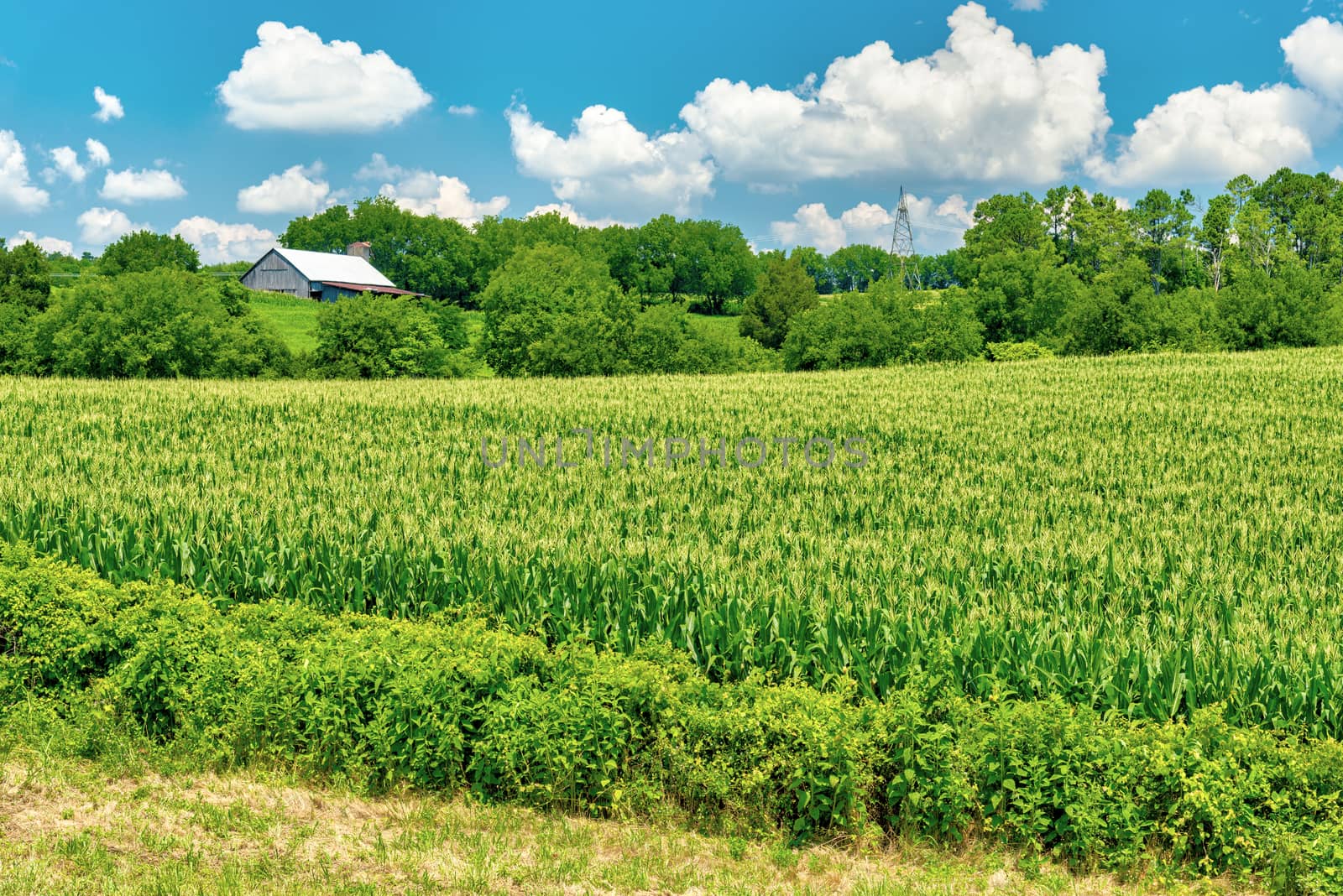 Horizontal shot of an East Tennessee corn field in the summer.