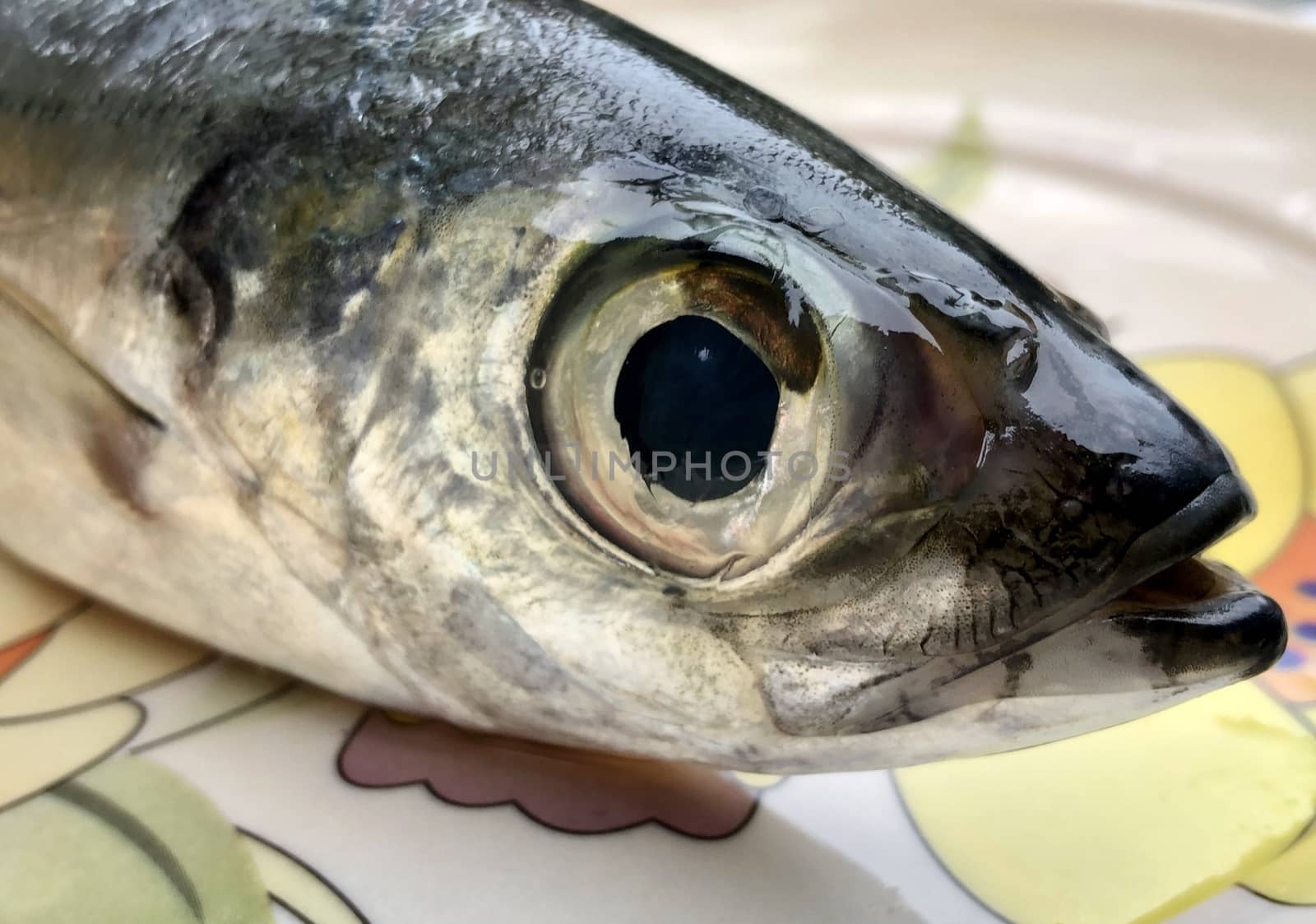 Closeup view of the head of the lady fish kept in a plate for sale in the market