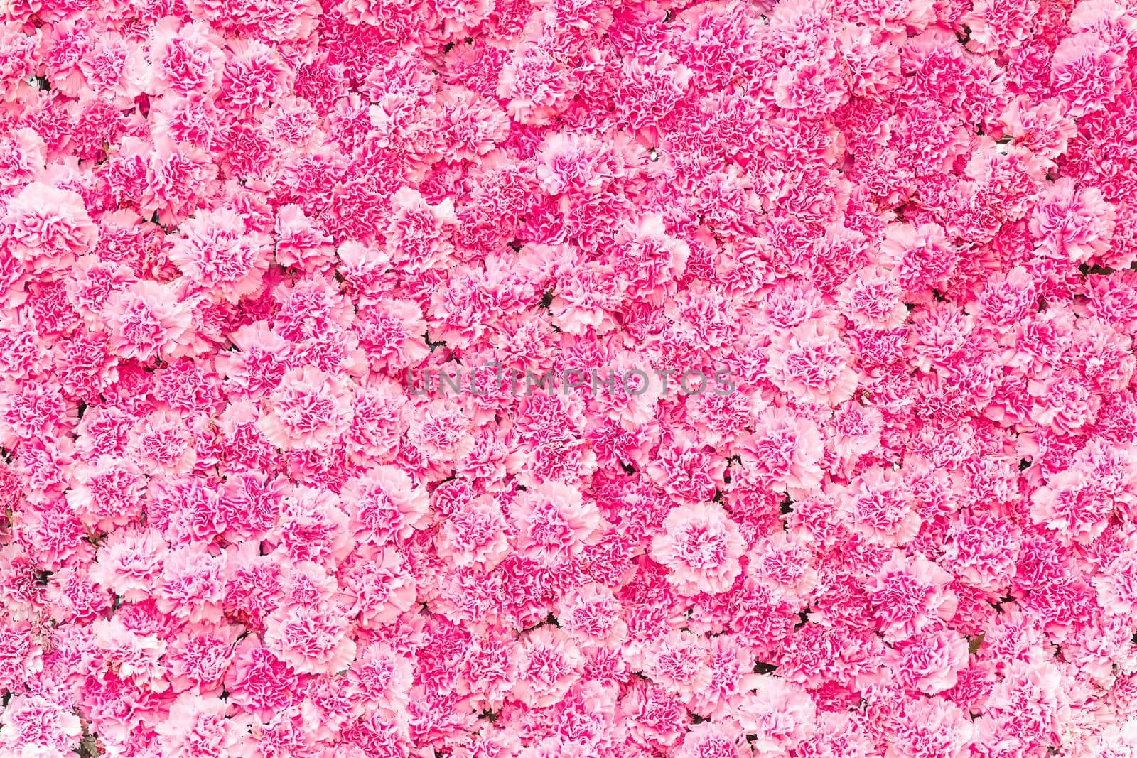 Beautiful Pink carnation flower background by stoonn