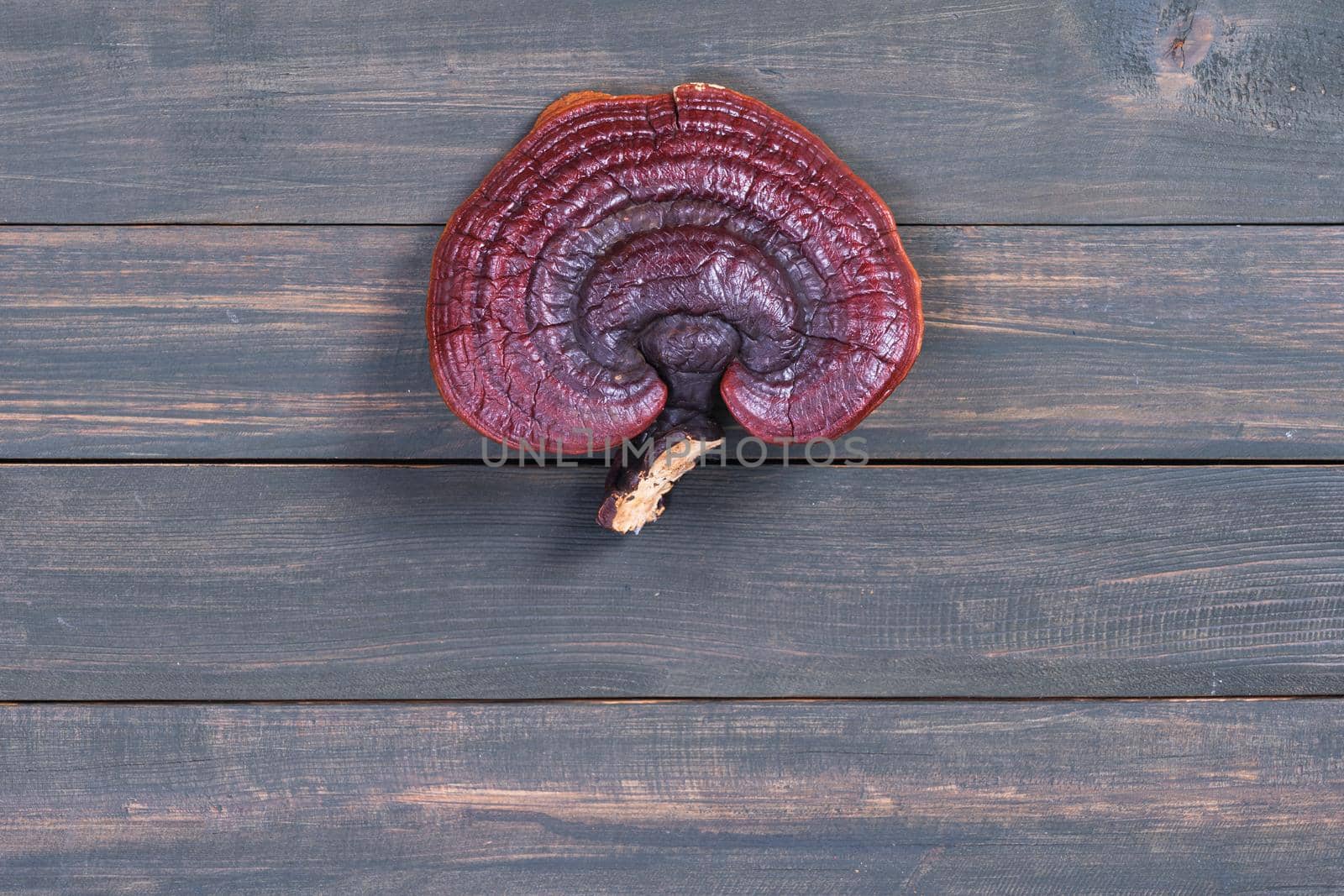 Close up of Ling zhi mushroom, Ganoderma lucidum mushroom on wood table