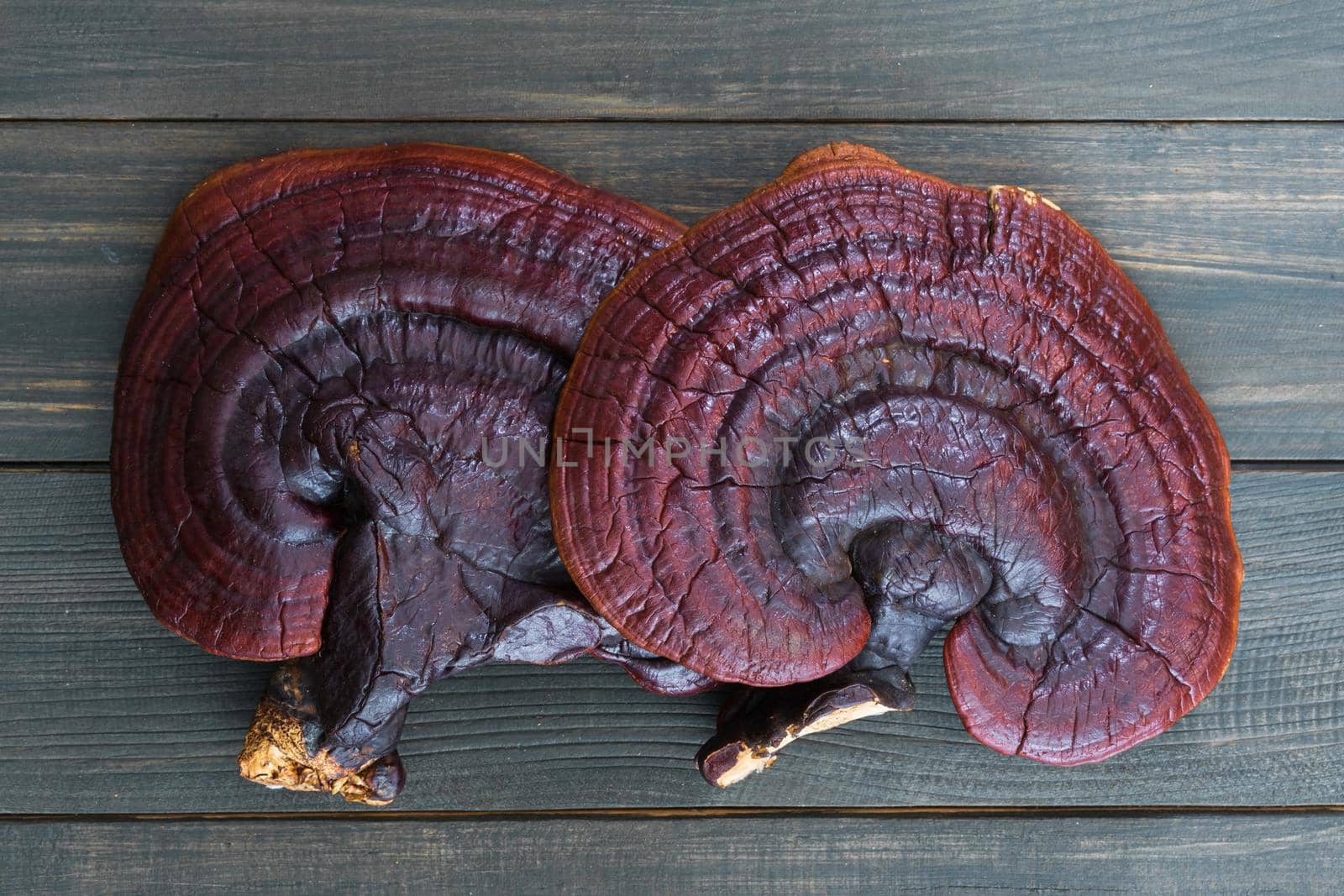 Ganoderma lucidum mushroom on wood table by stoonn