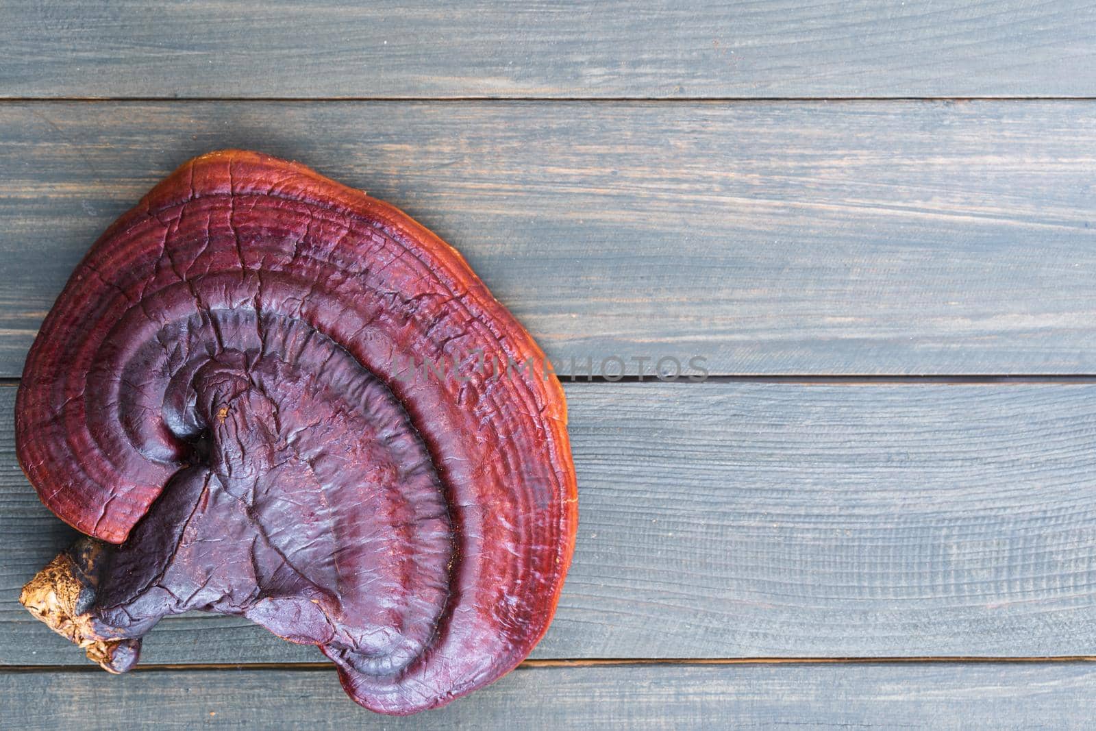 Ganoderma lucidum mushroom on wood table by stoonn