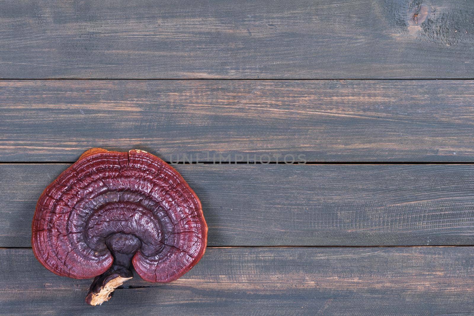 Close up of Ling zhi mushroom, Ganoderma lucidum mushroom on wood table