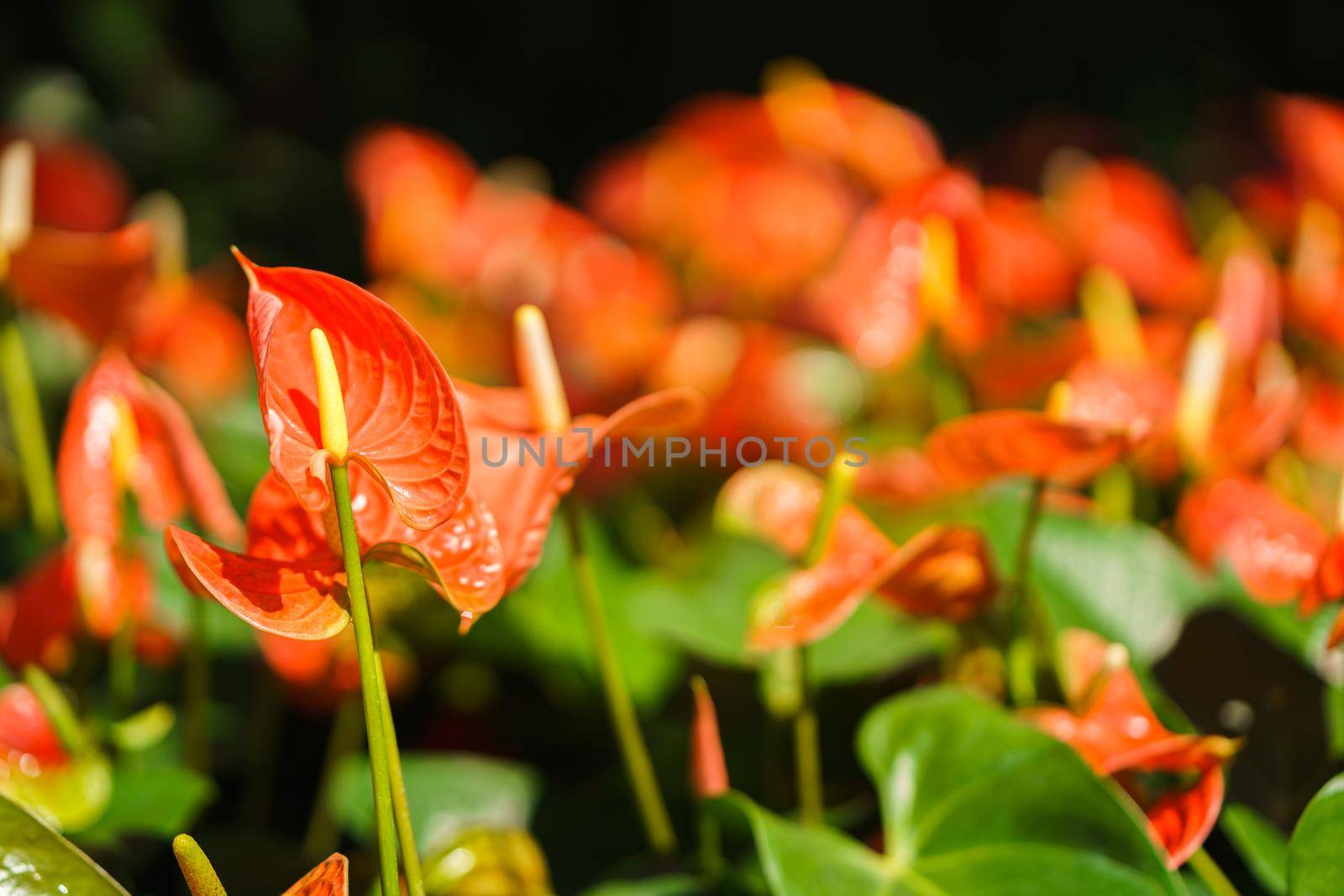 Orange Anthurium flower or flamingo flower blossom with green leaves in the garden