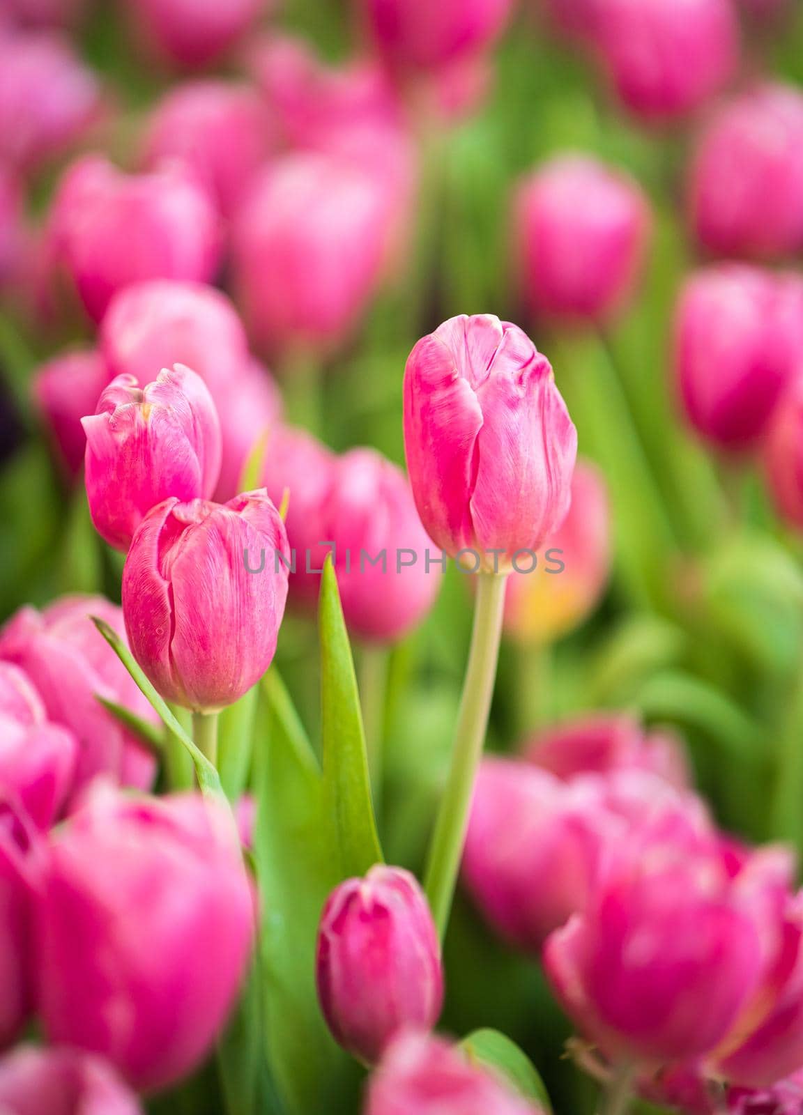 Close up Pink tulips flowers blooming in spring garden