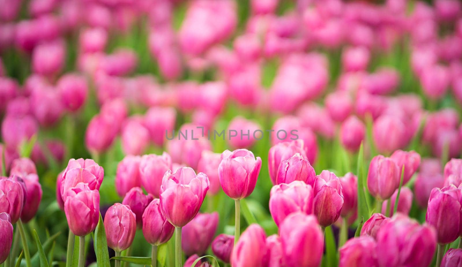 Close up Pink tulips flowers blooming in spring garden