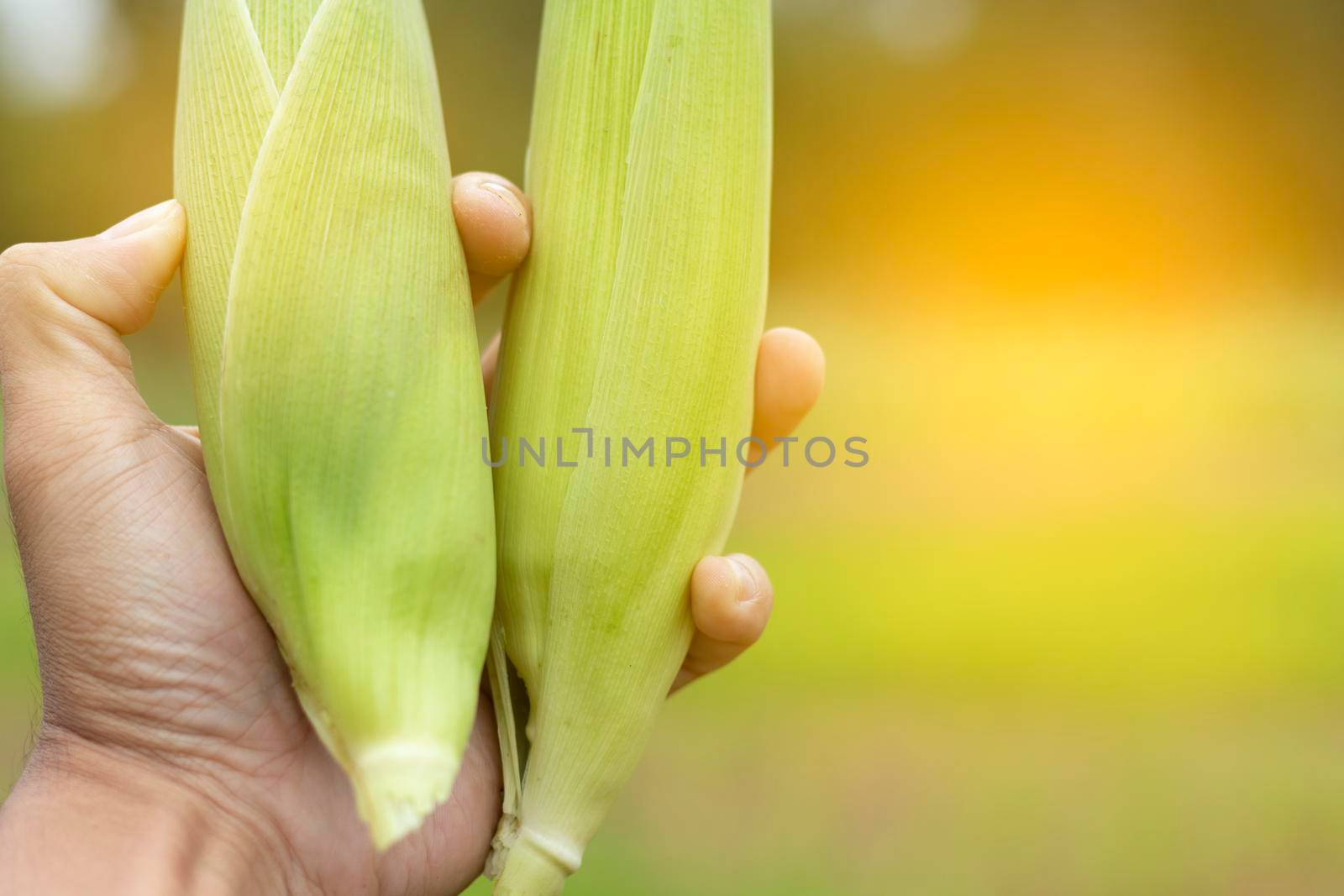 Men hand holding corn with corn garden background.