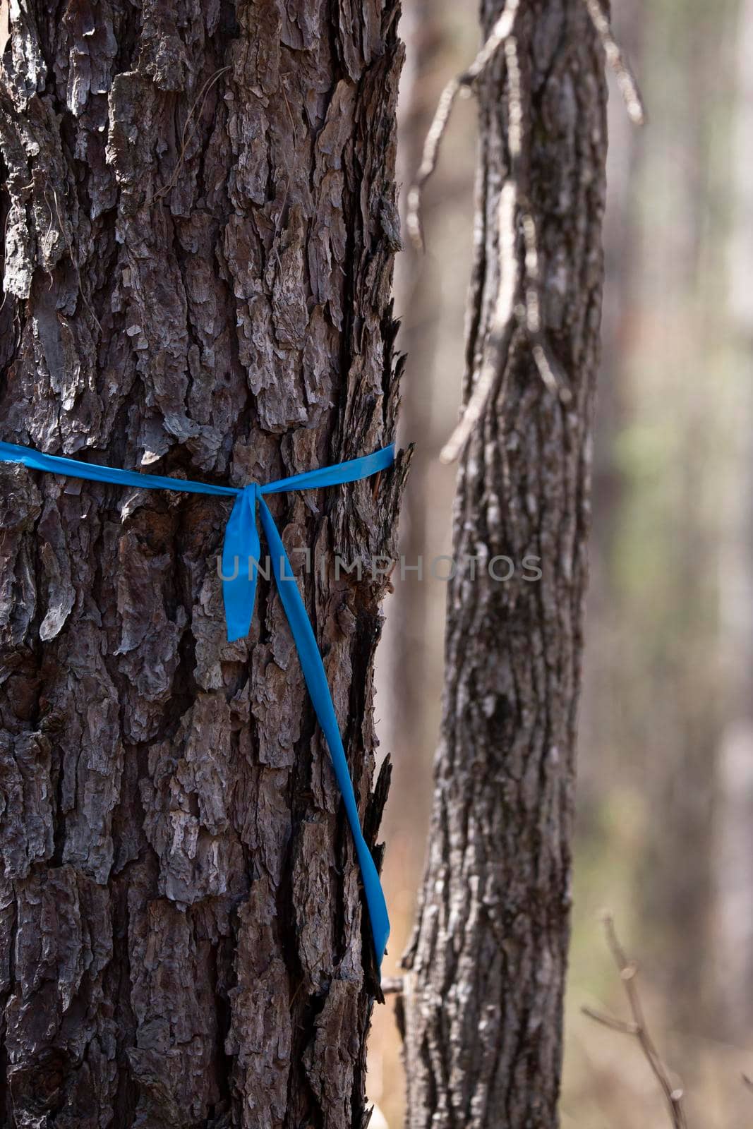 Blue ribbon marking a pine tree in the forest