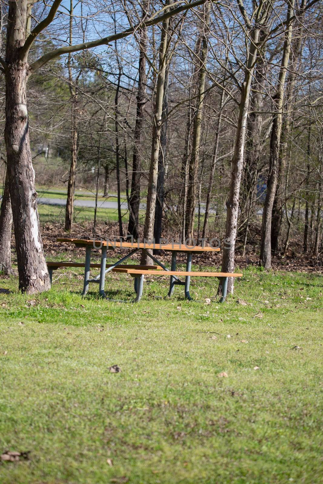 Empty picnic table near trees in a peaceful park