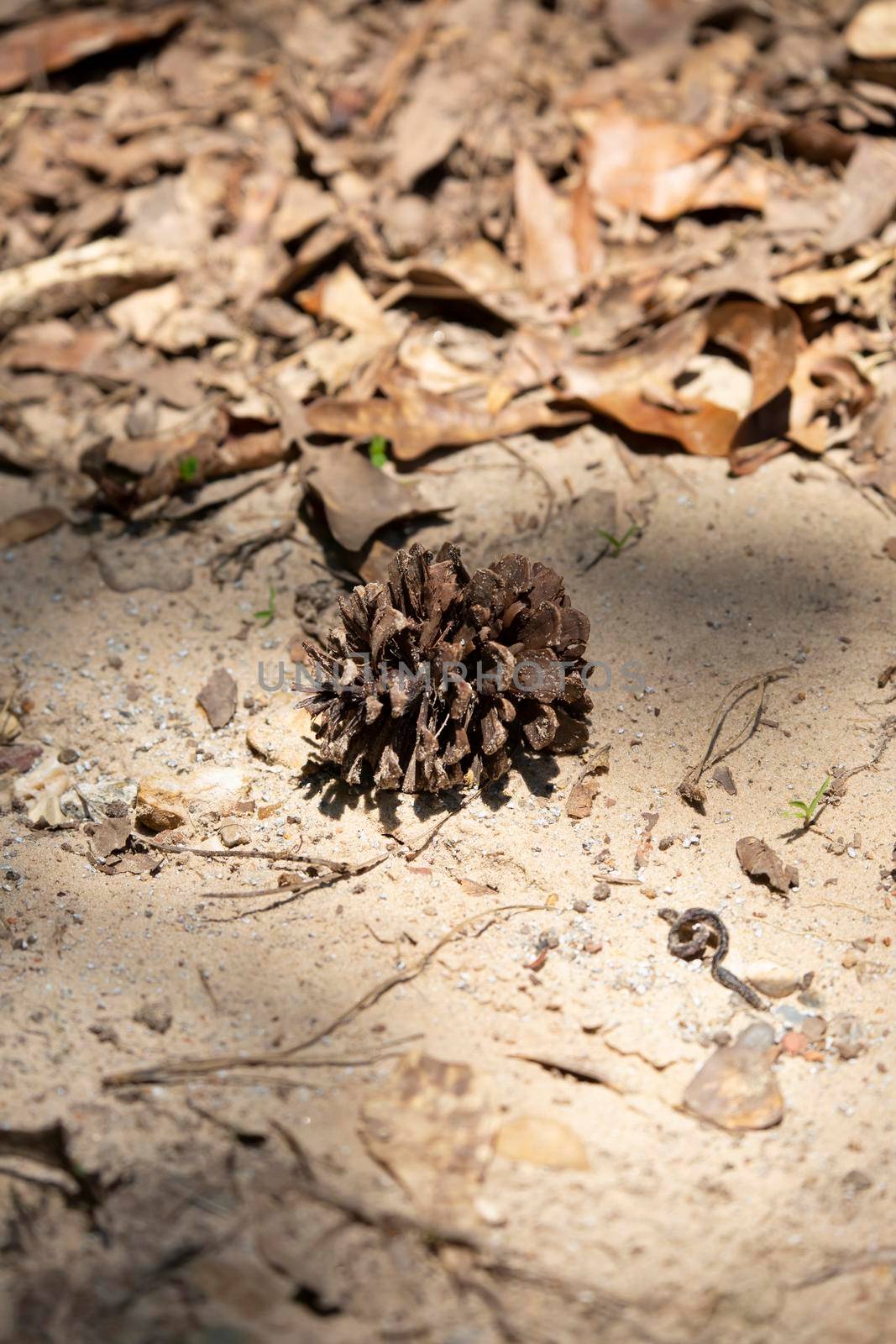 Pine cone in dirt near dead brown leaves