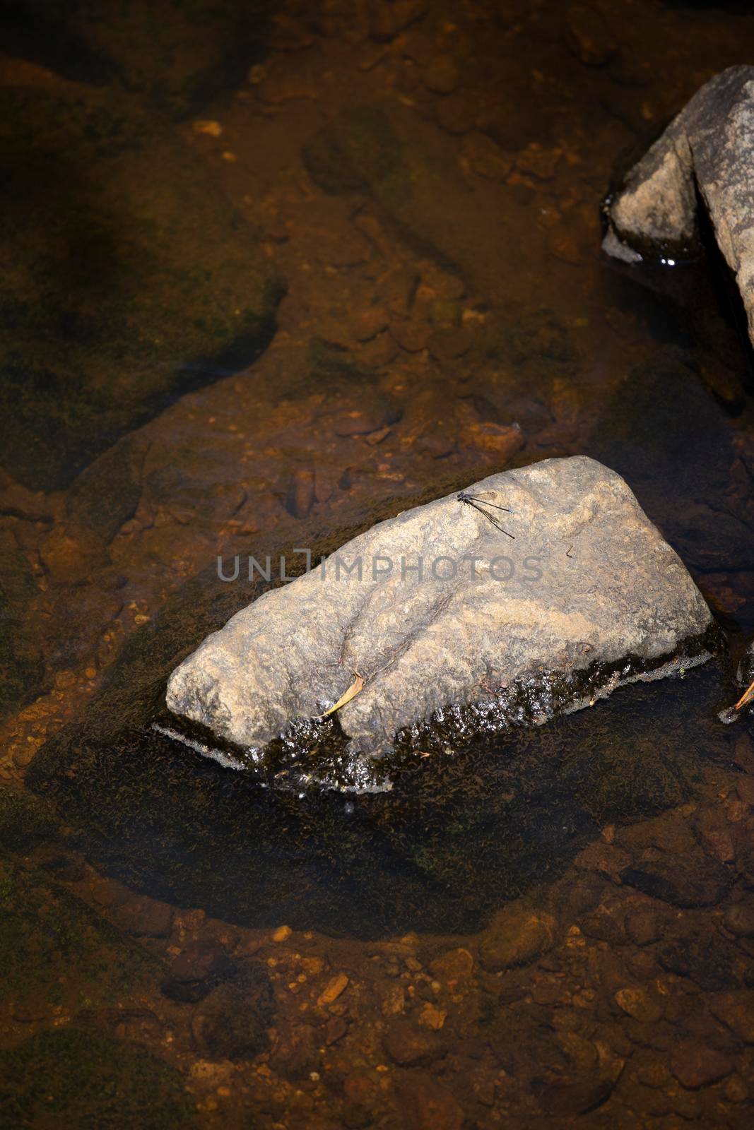 Water insect () resting on a rock in a shallow creek