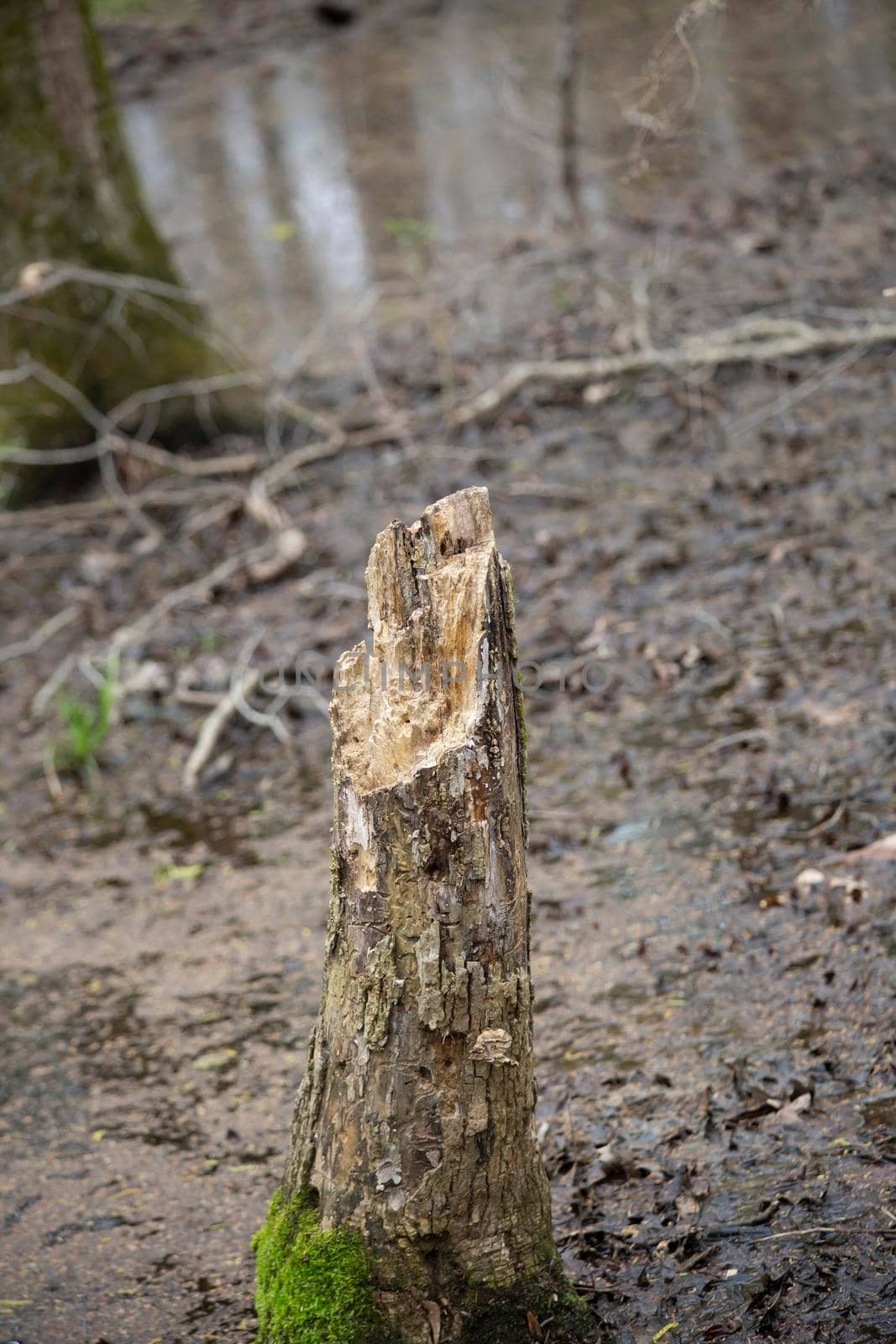 Tree Stump by tornado98
