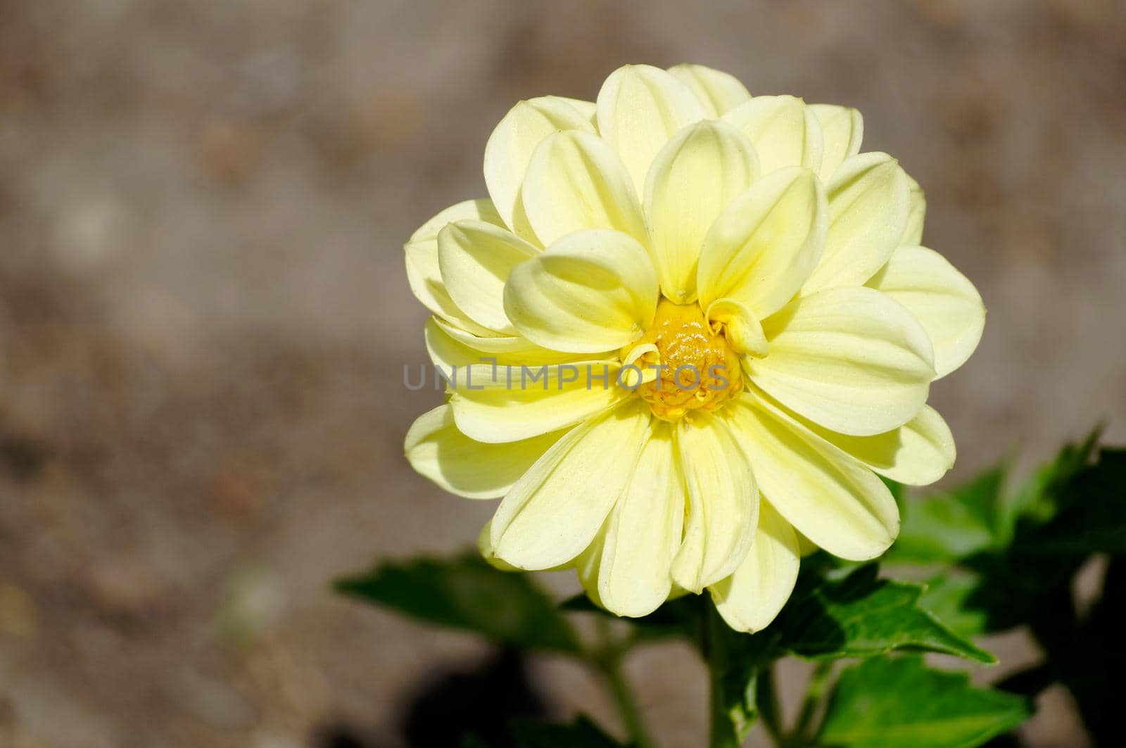 A single yellow flower bloomed in the flower bed close up by Mastak80