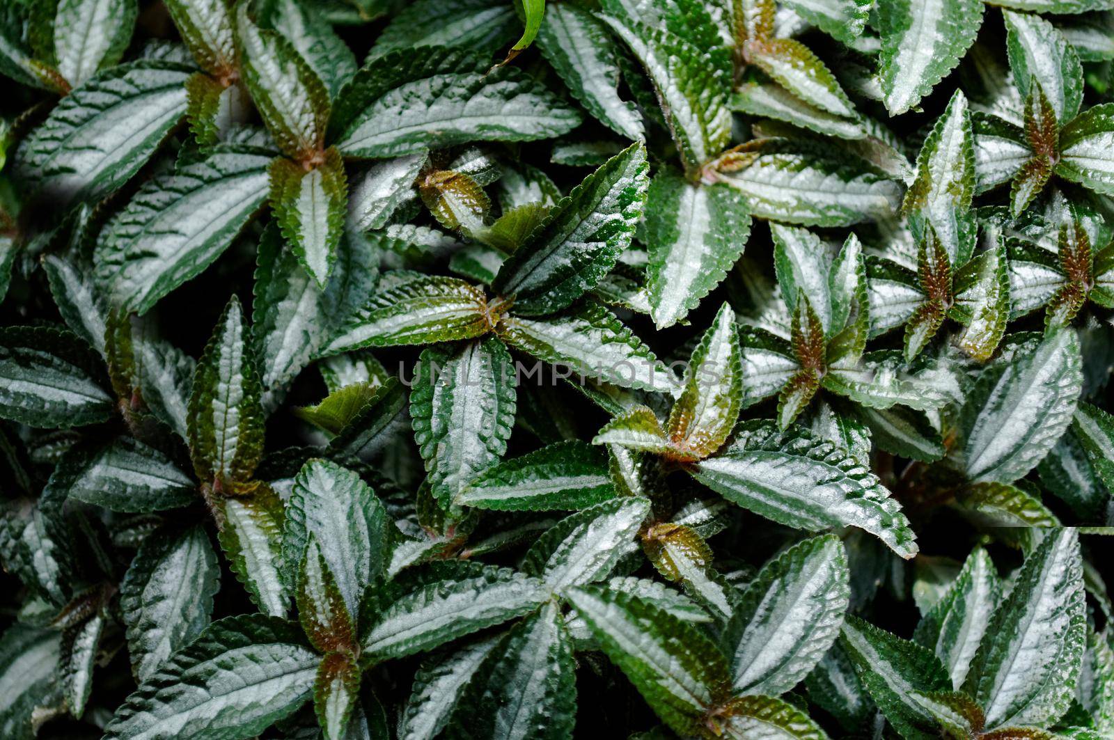 In the garden, the outdoor solid wall of green leaves is close-up.Texture or background