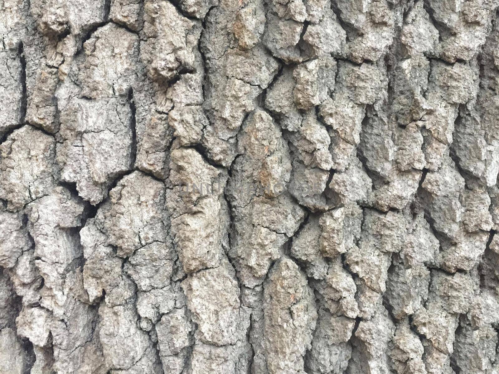 Outdoor texture gray tree bark close-up image.Texture or background