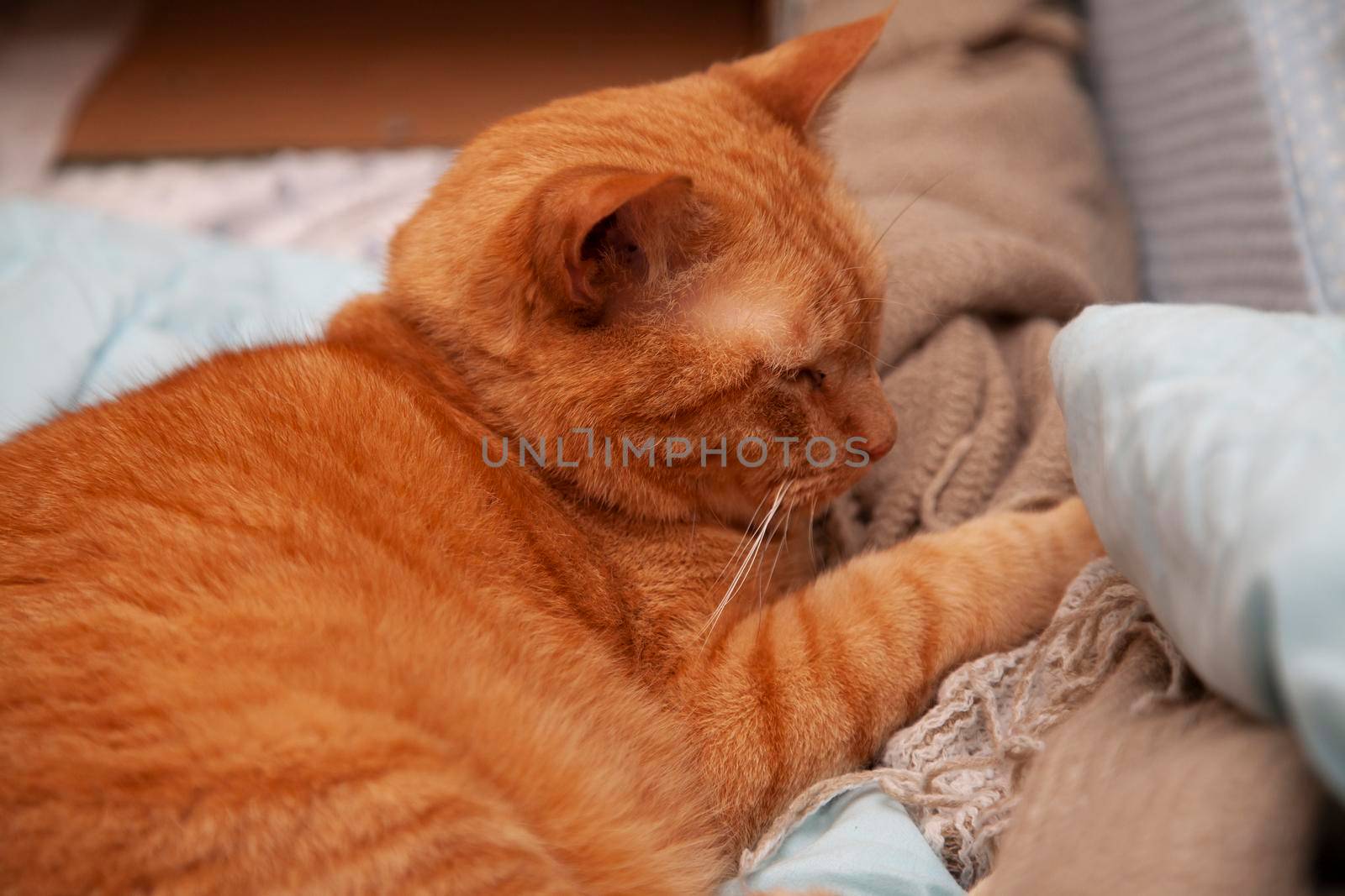 Orange Tabby Cat by tornado98
