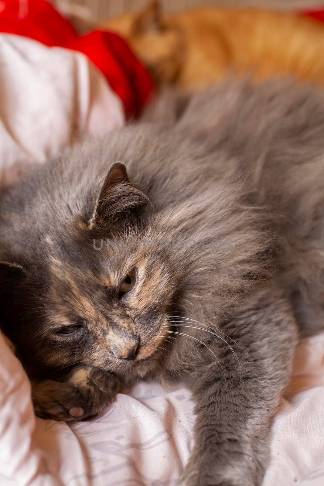 Calm, longhair grey cat resting lazily on a bed with a golden cat in the background