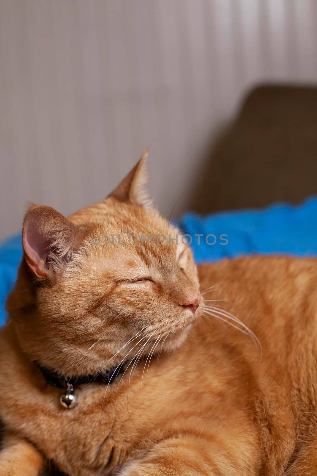 Young yellow cat resting calmly on a bed