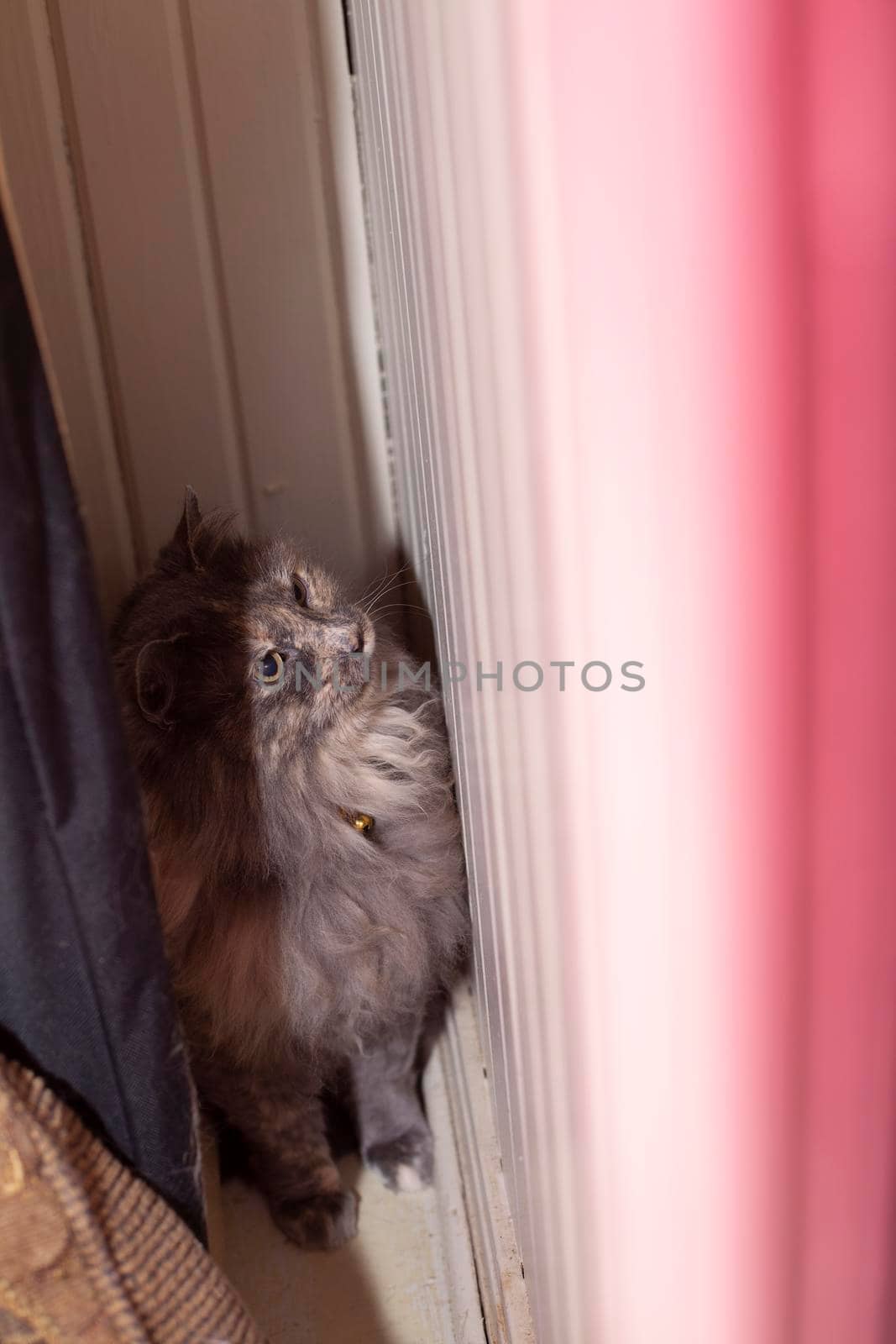 Calm, longhair grey cat hiding in a closet