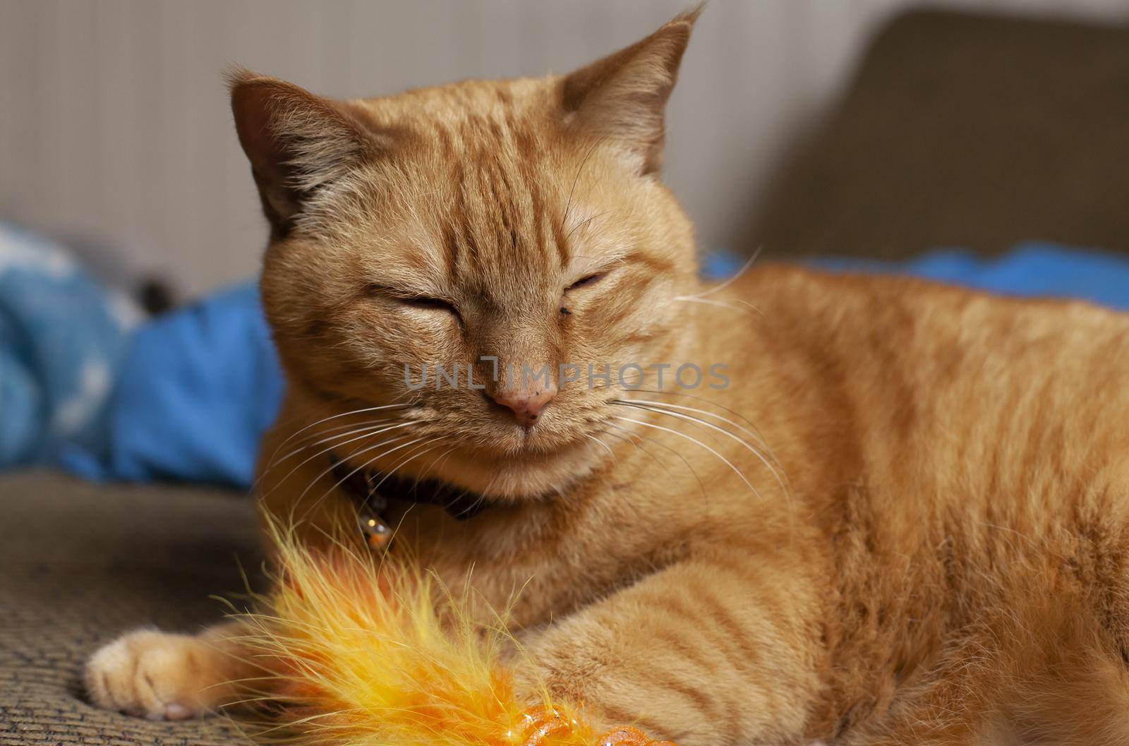 Close up of a yellow cat playing calmly