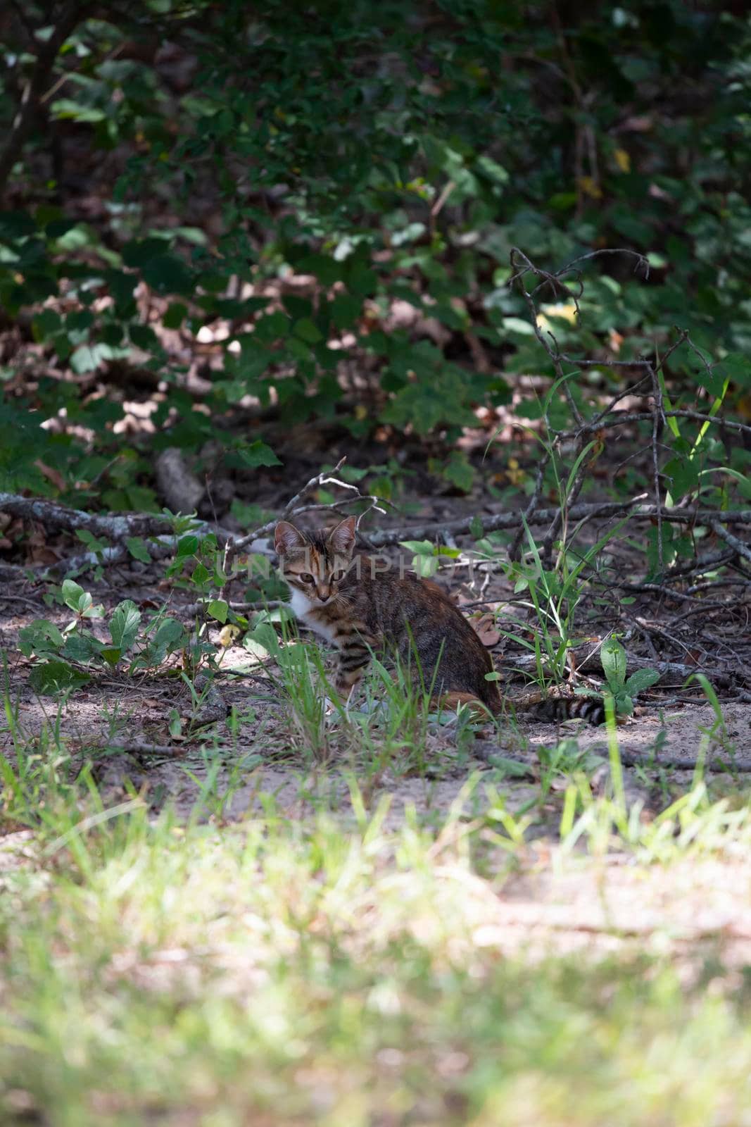 Lost kitten without a collar looking around cautiously