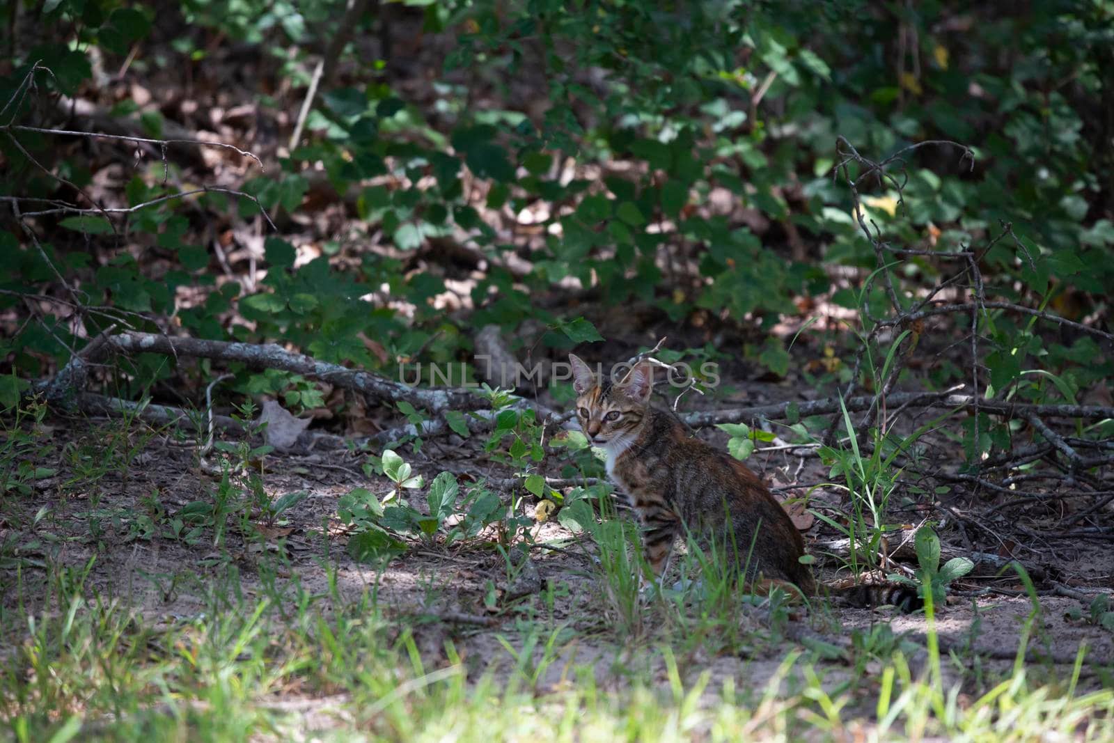 Sad kitten without a collar looking around cautiously