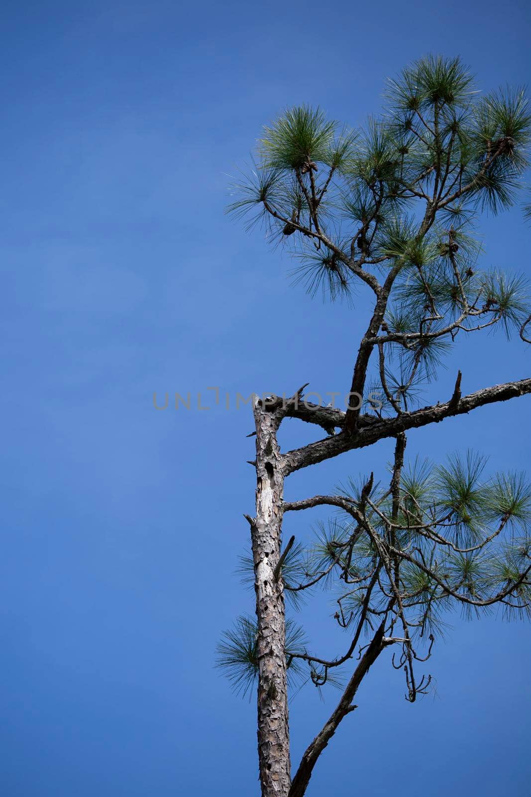 Pine tree with a broken top from storm damage