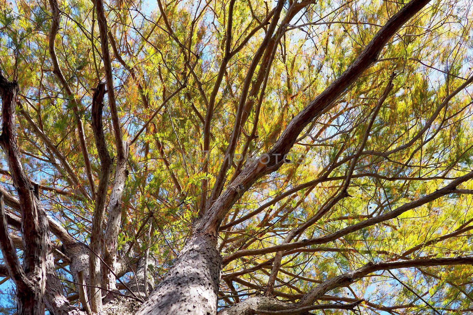 View up into the branches of a huge tree by fivepointsix