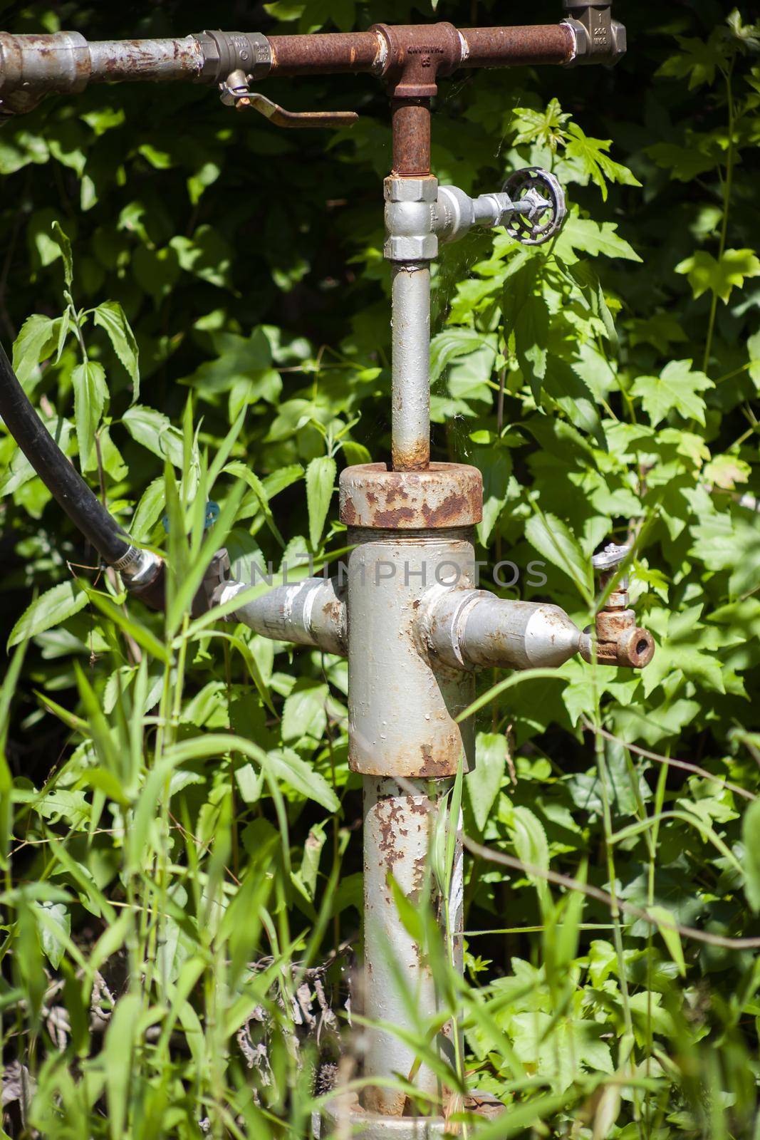 Metal water spigot located in deep green foliage