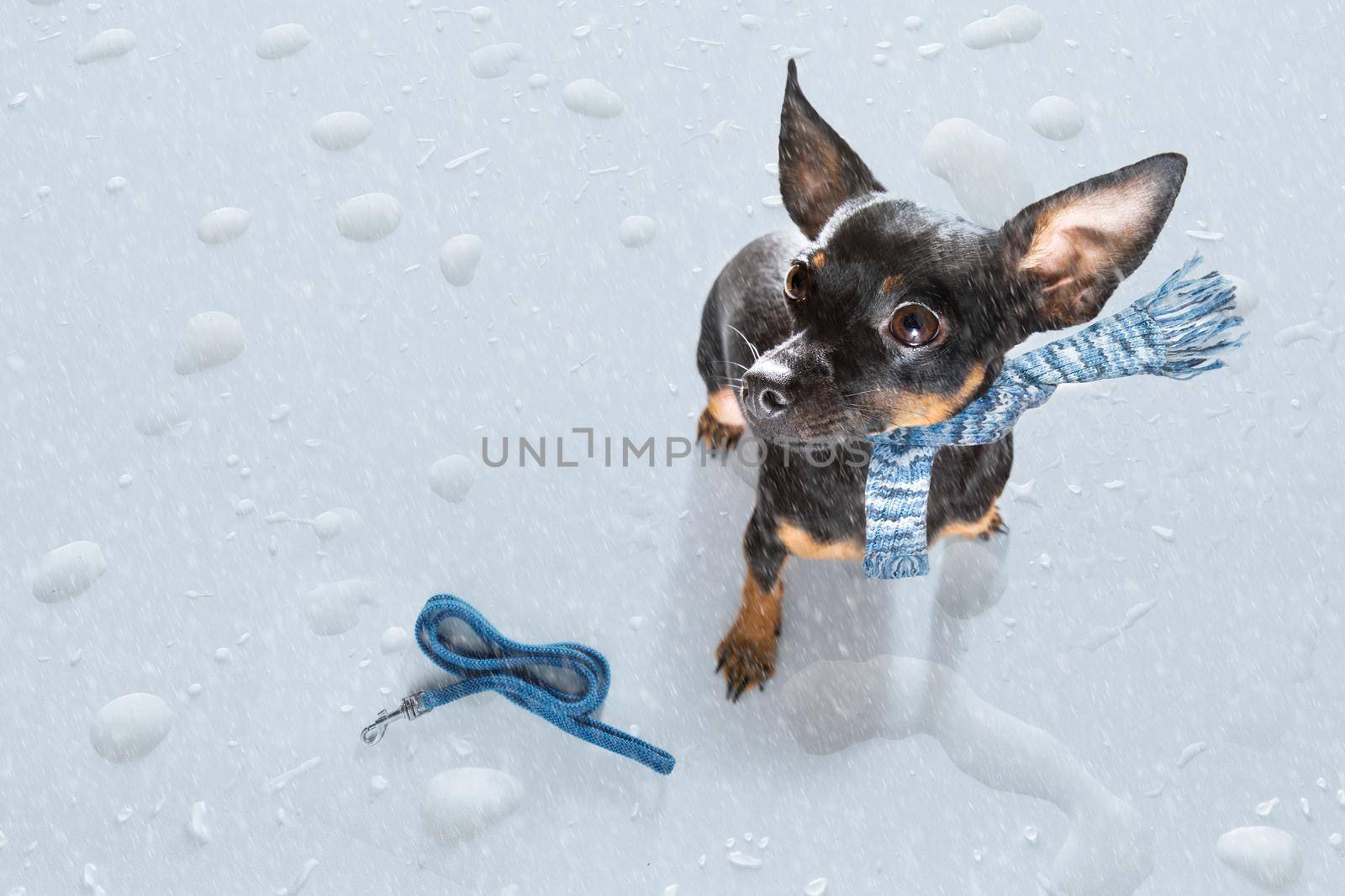 bad weather rain and snow dog by Brosch