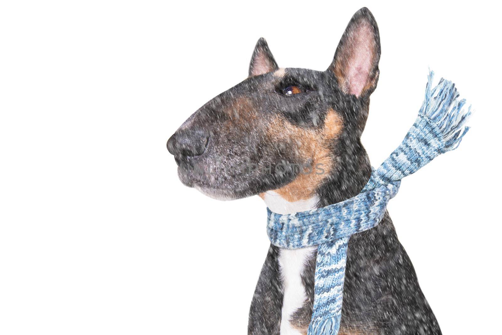 miniature Bull Terrier dog in rain and snow bad weather ready to go for a walk with leash and scarf