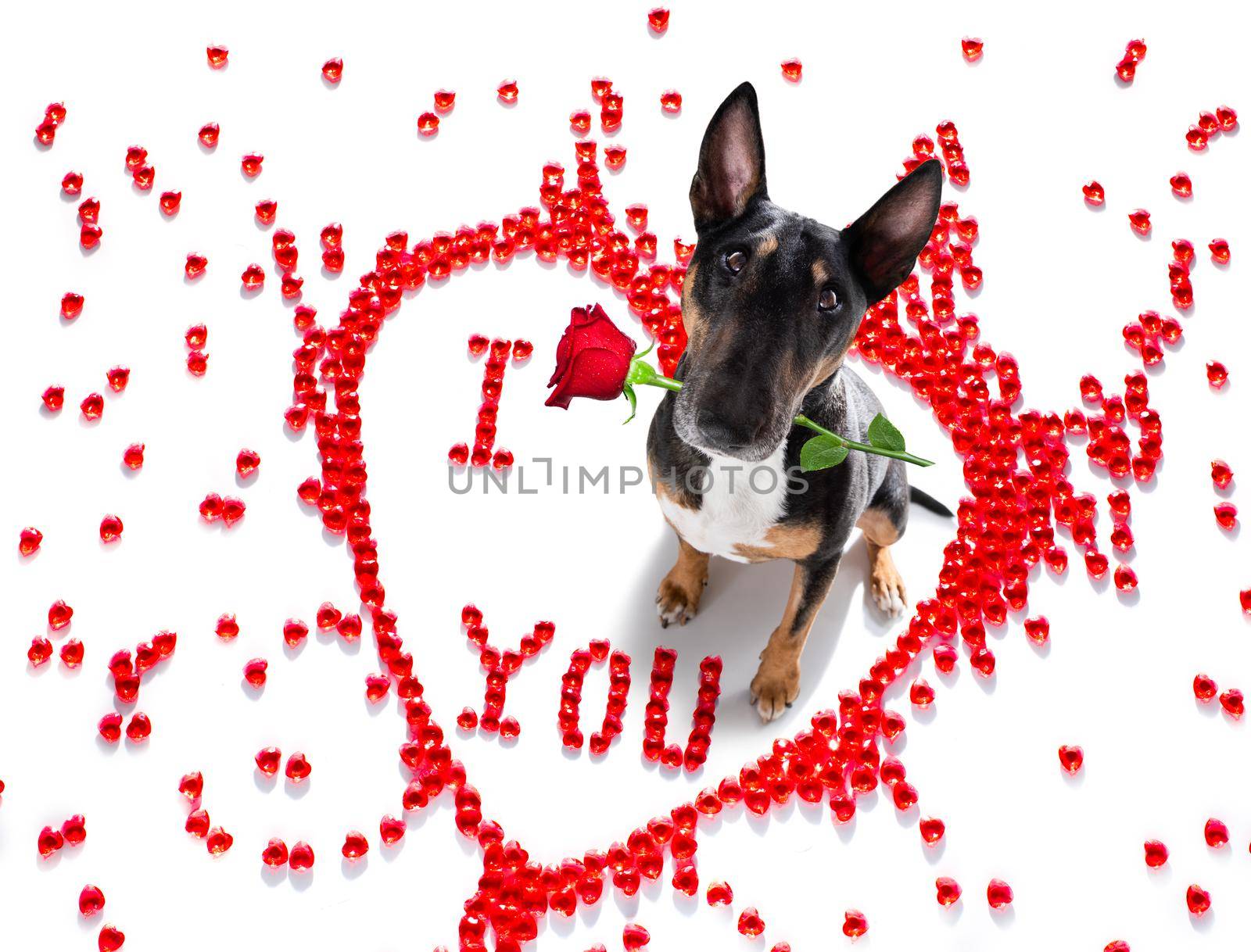 dog valentines love heart by Brosch