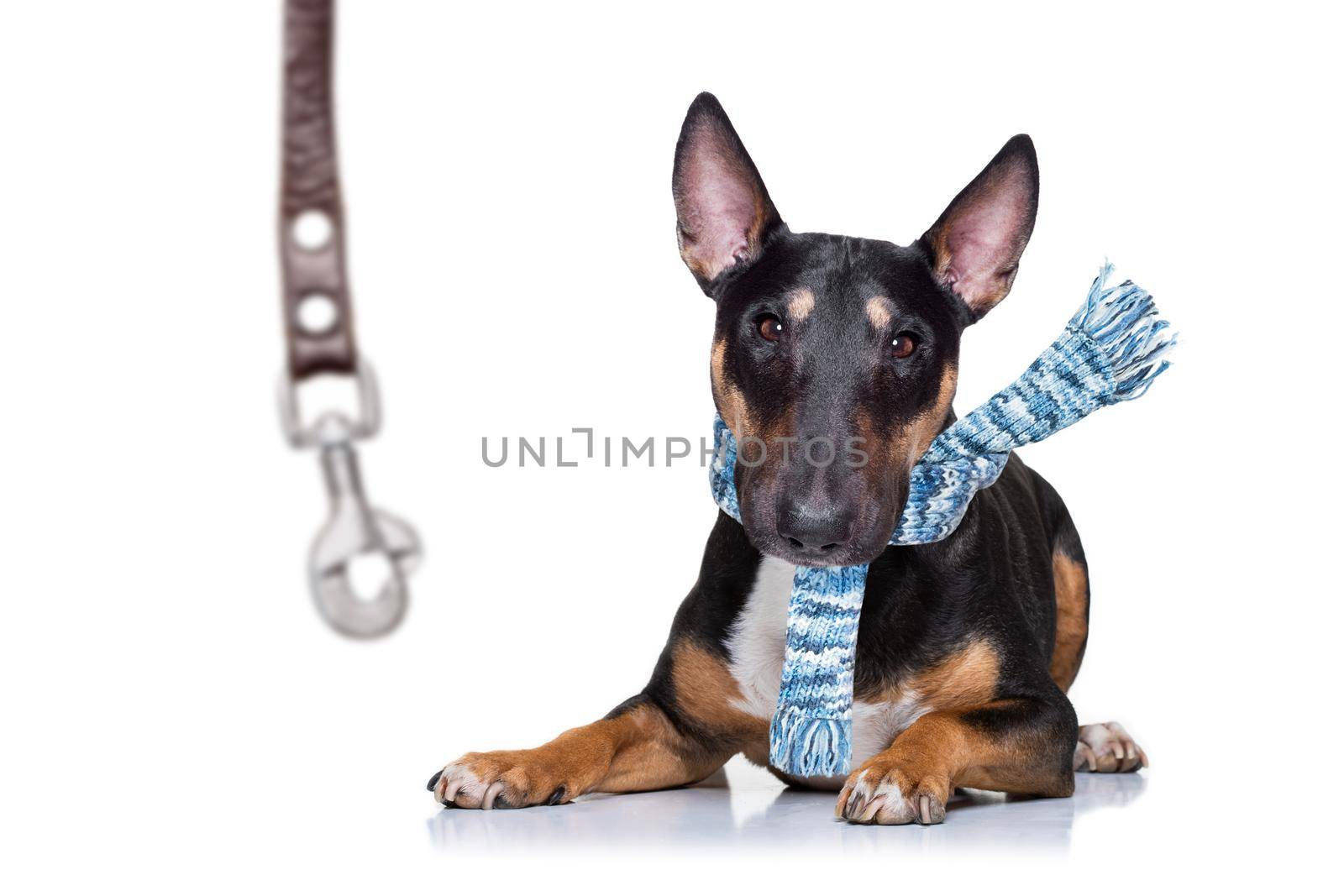 miniature Bull Terrier dog ready to walk with owner with leather leash , isolated on white background