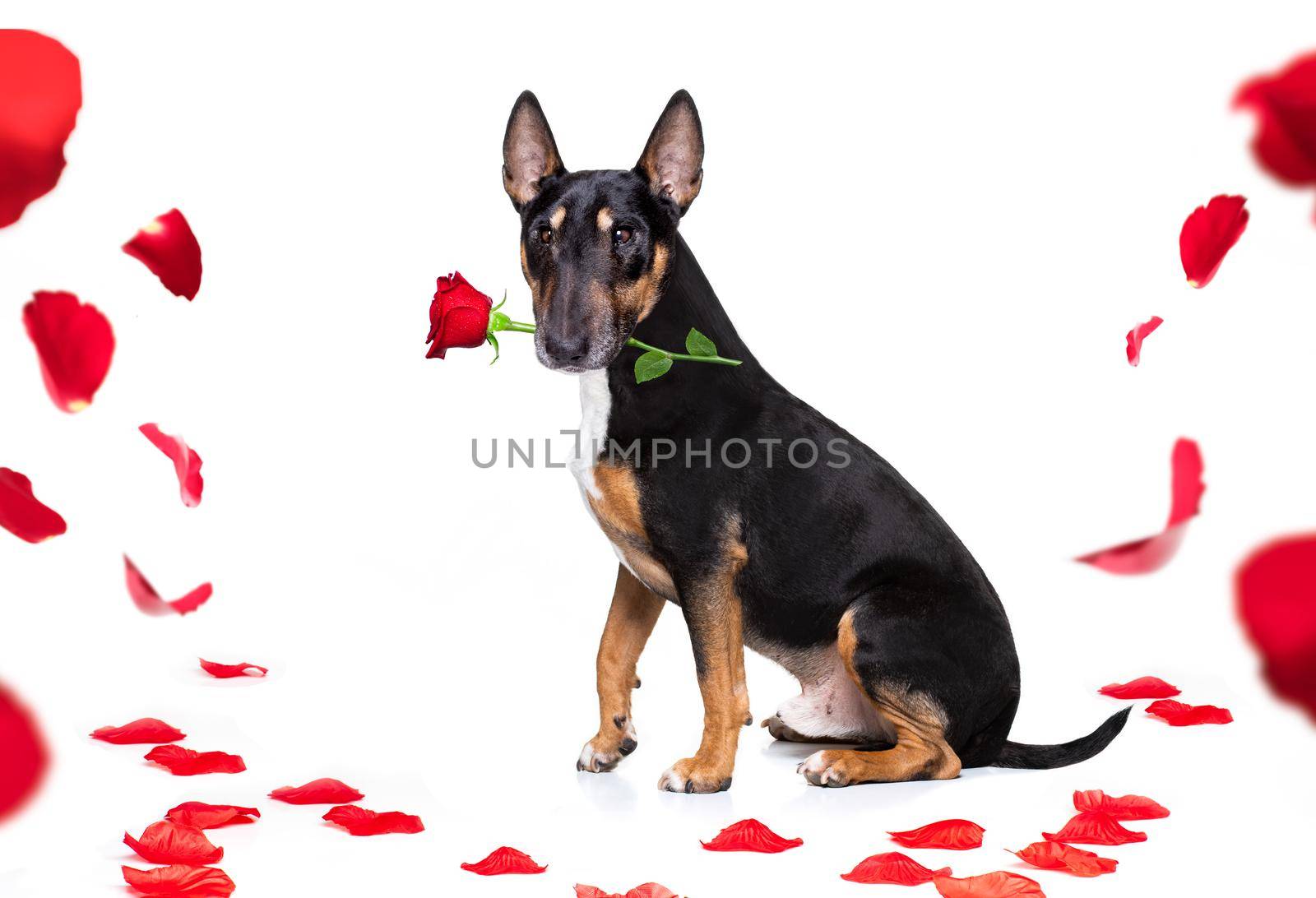 Miniature Bull Terrier dog on valentines love heart shape with I love you sign as background isolated on white