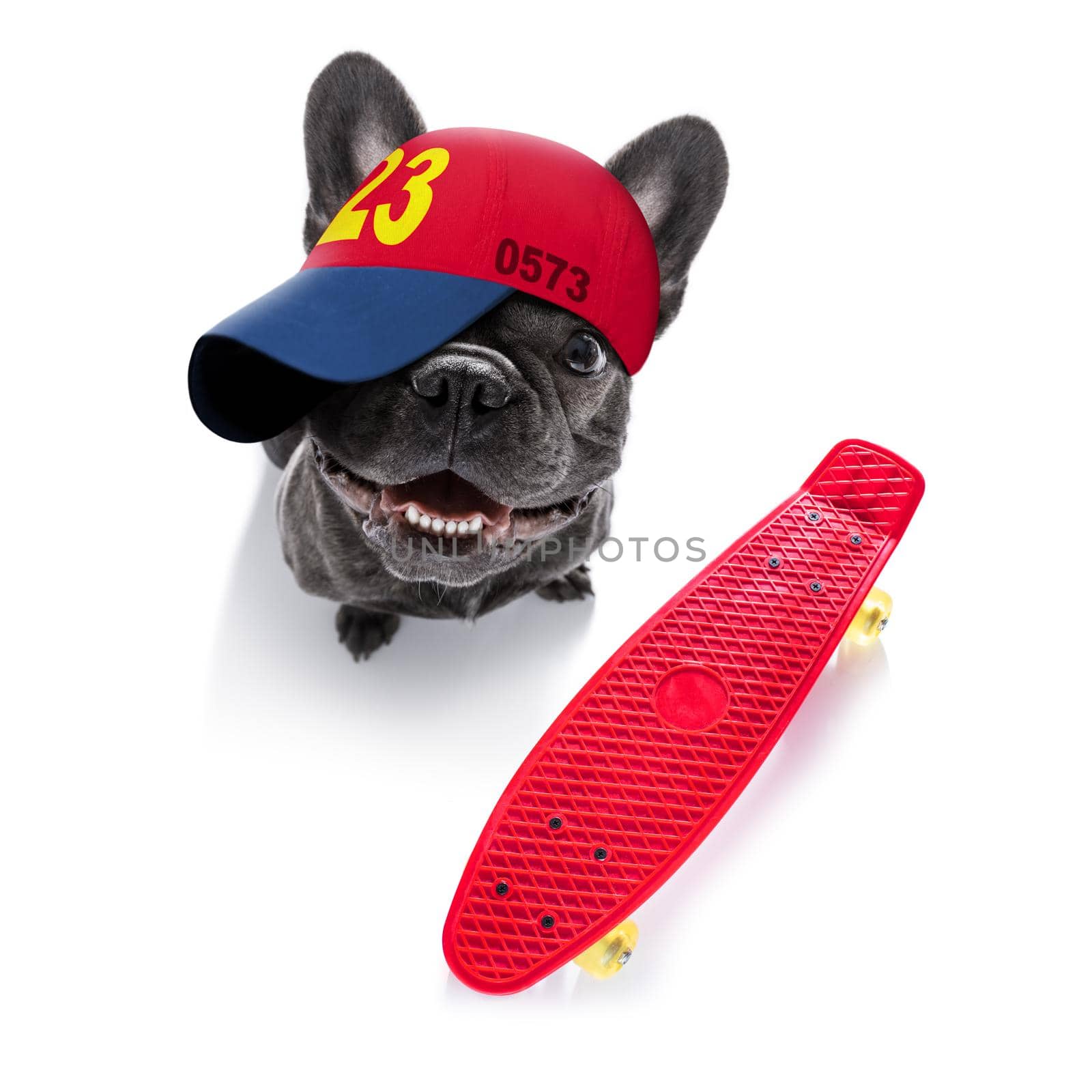 cool casual look french bulldog dog wearing a baseball cap or hat , sporty and fit , isolated on white background on a skateboard