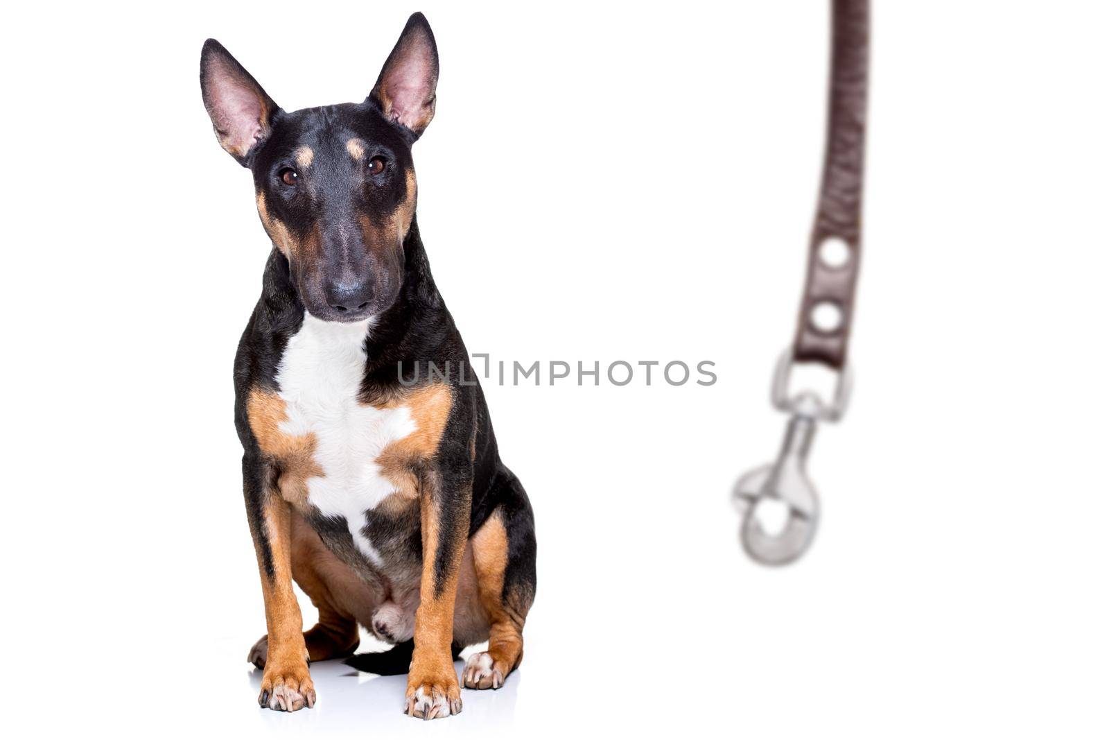 dog waiting for a walk with leash by Brosch