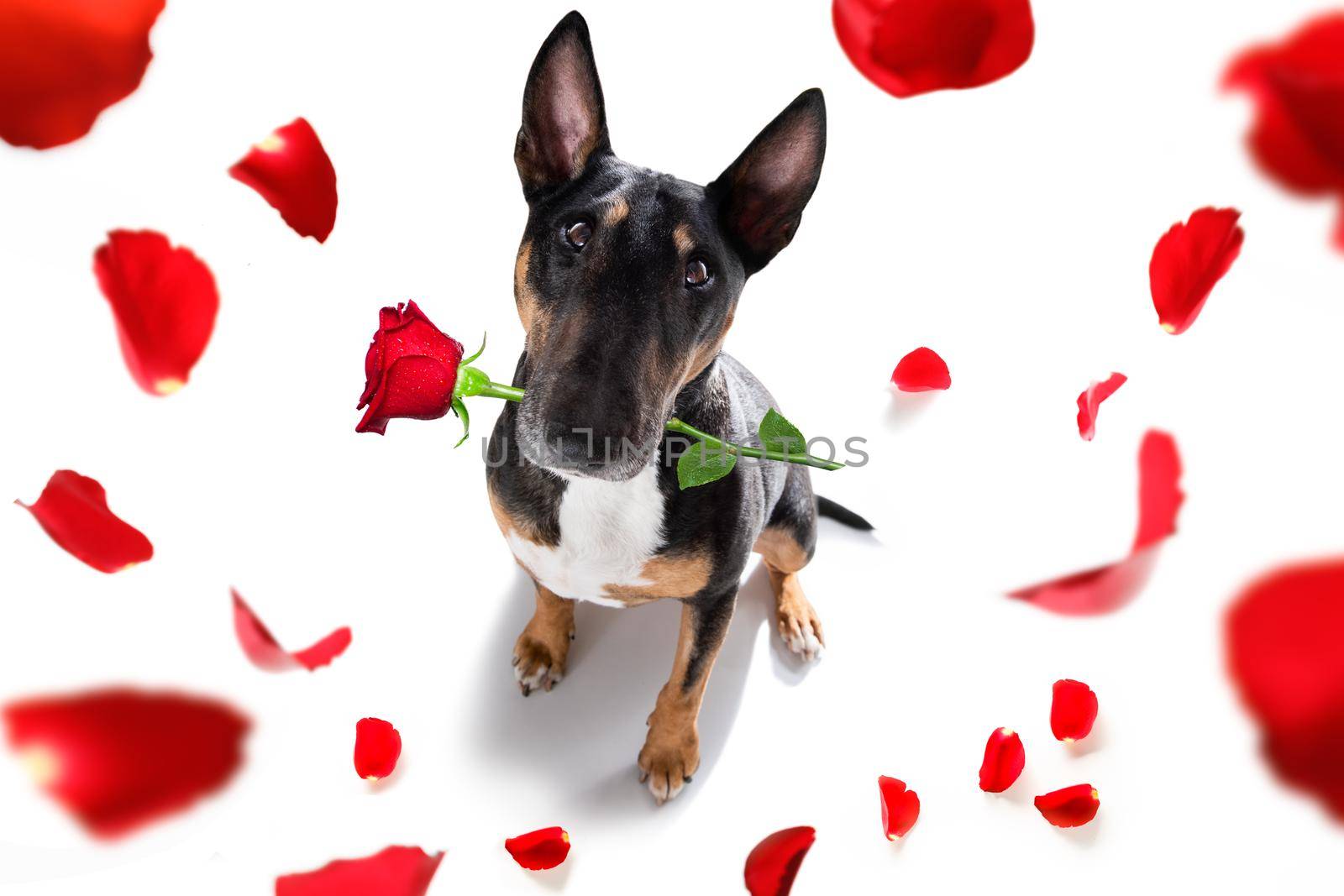 dog valentines love heart by Brosch