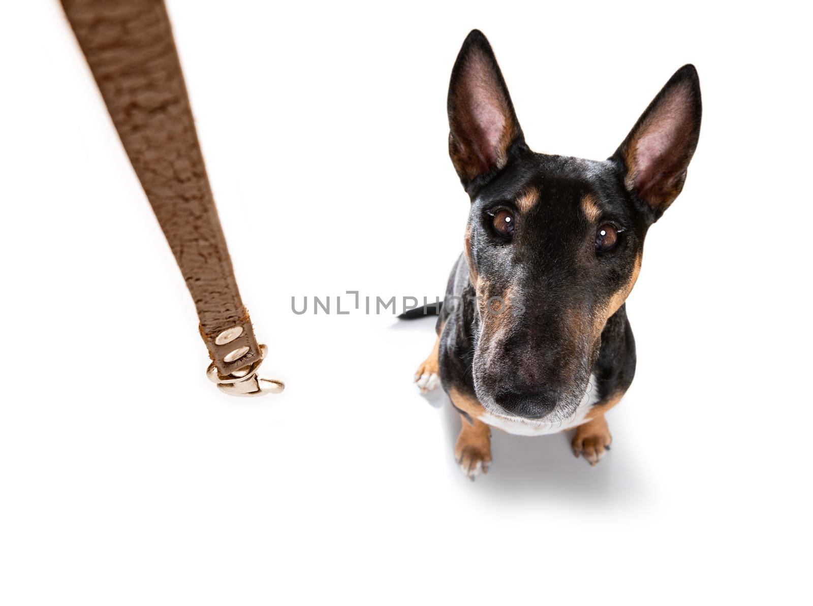 miniature Bull Terrier dog ready to walk with owner with leather leash , isolated on white background
