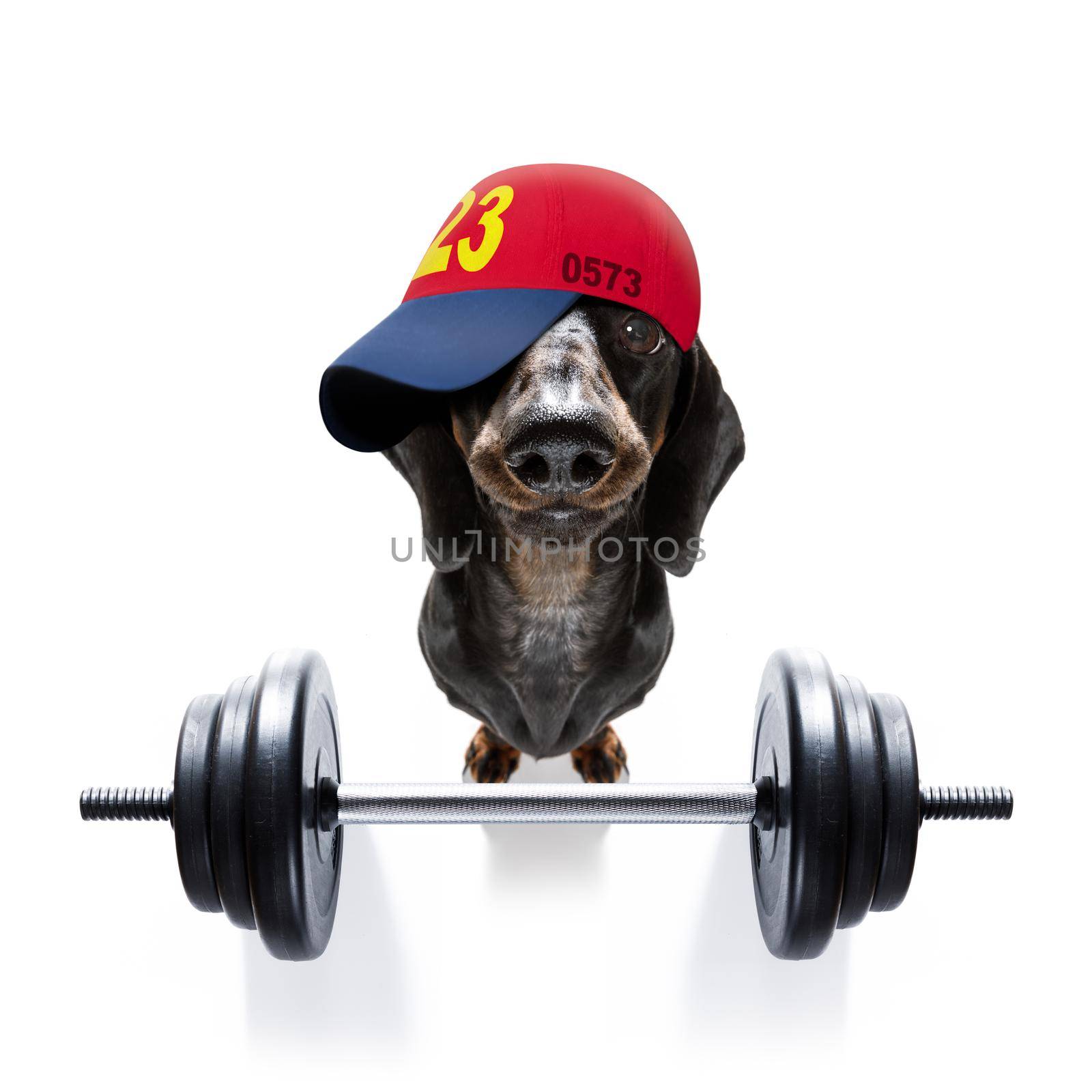 personal trainer dog by Brosch