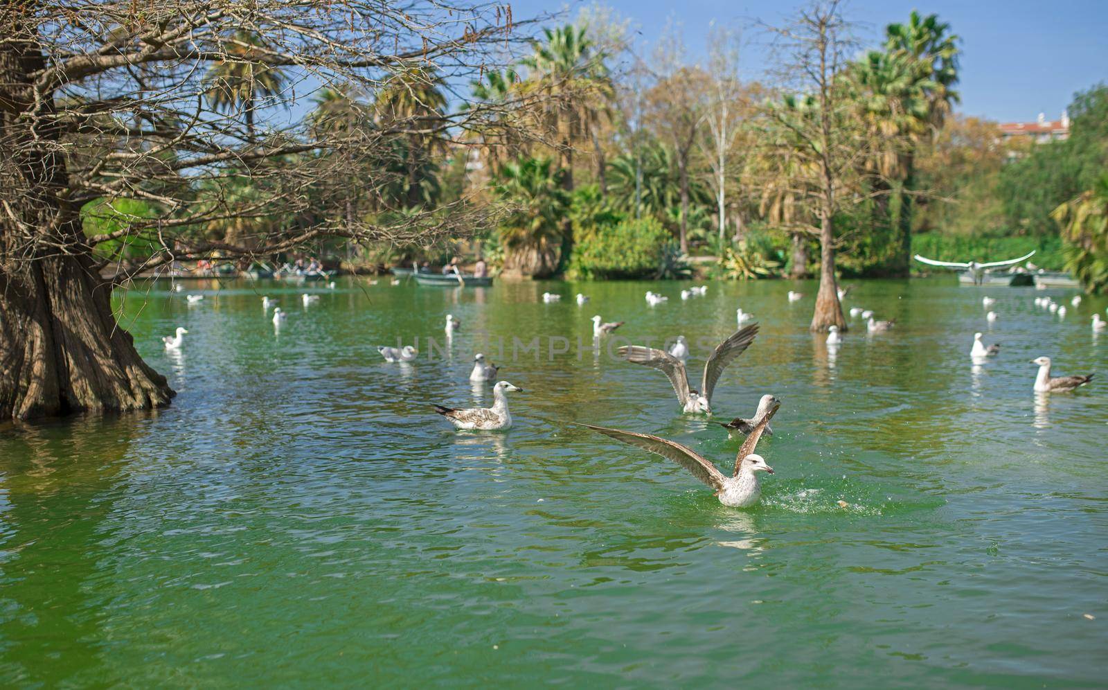 Tropical garden, lake and palms