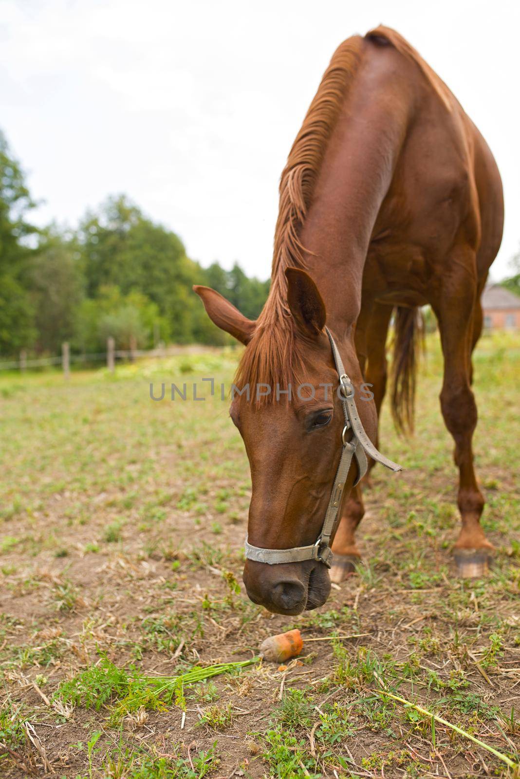 Red horse eating green grass on a field near by house and trees outdoors in the summer countryside by aprilphoto