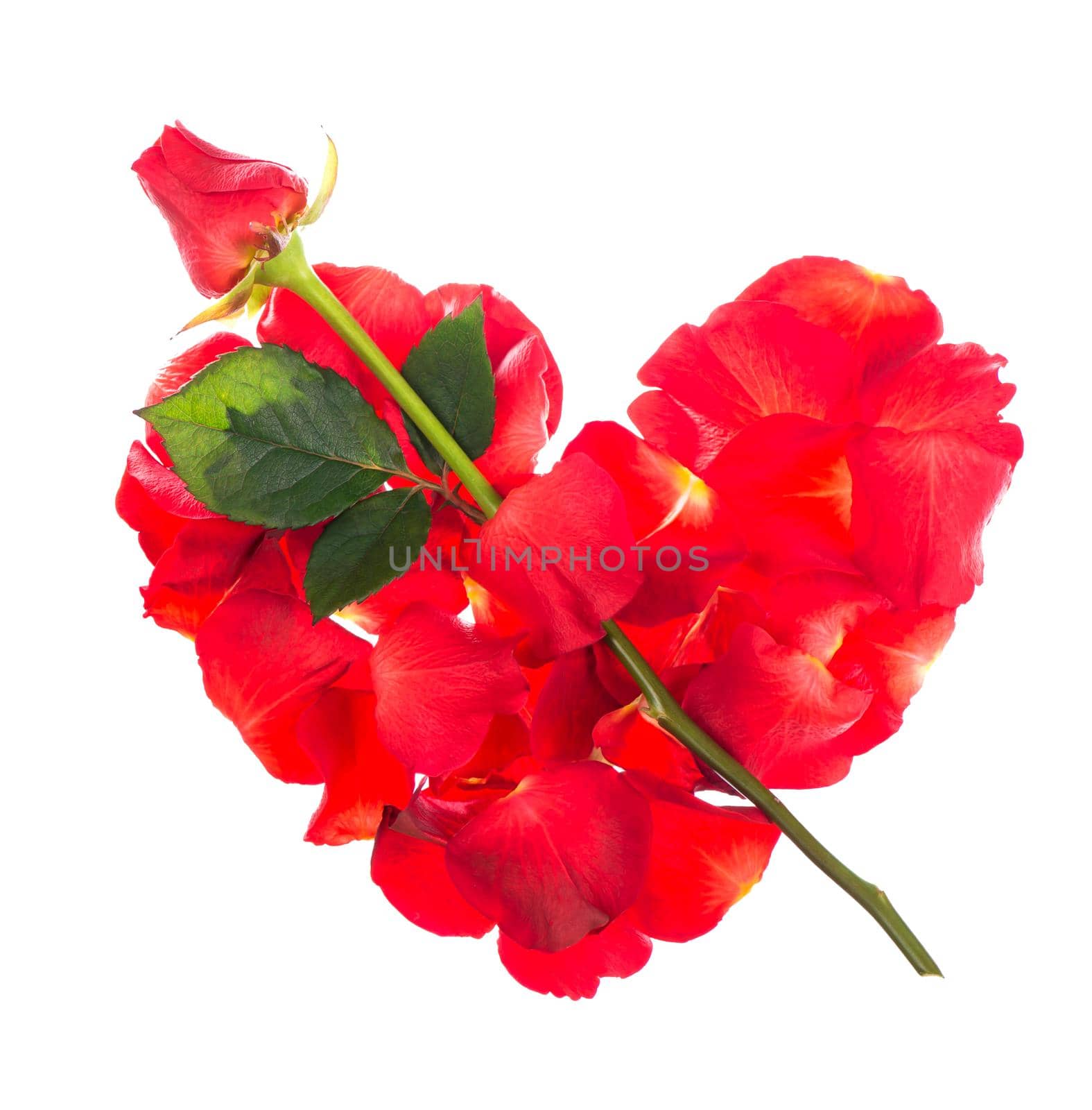 Red rose petals isolated over the white background