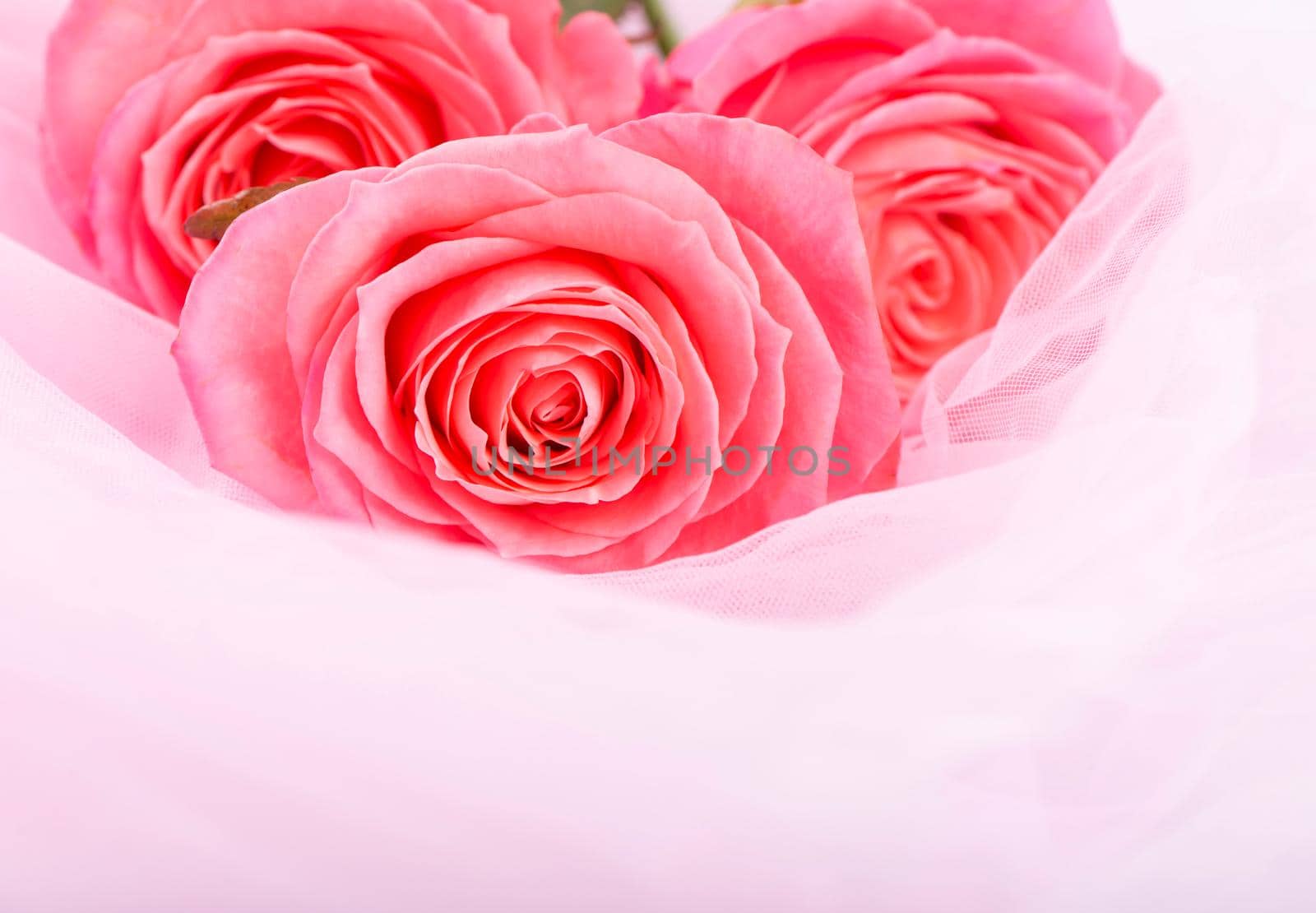 background pink roses on the soft silk by aprilphoto