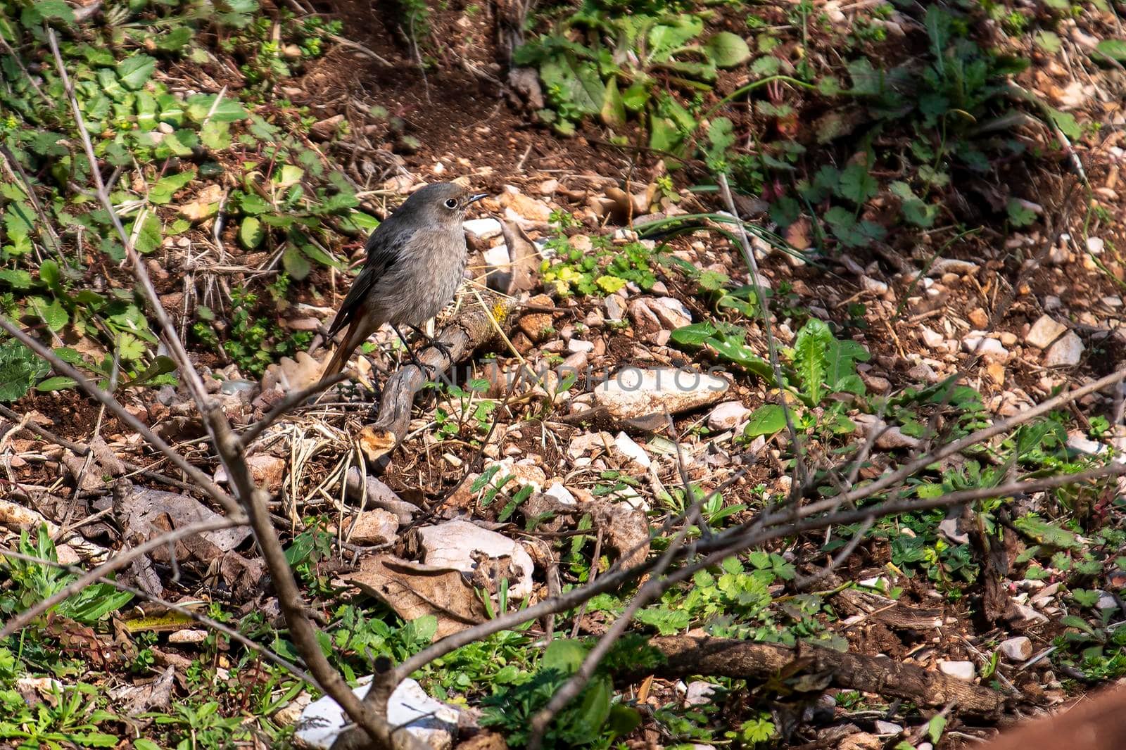 redstart bird perched on vegetation in winter