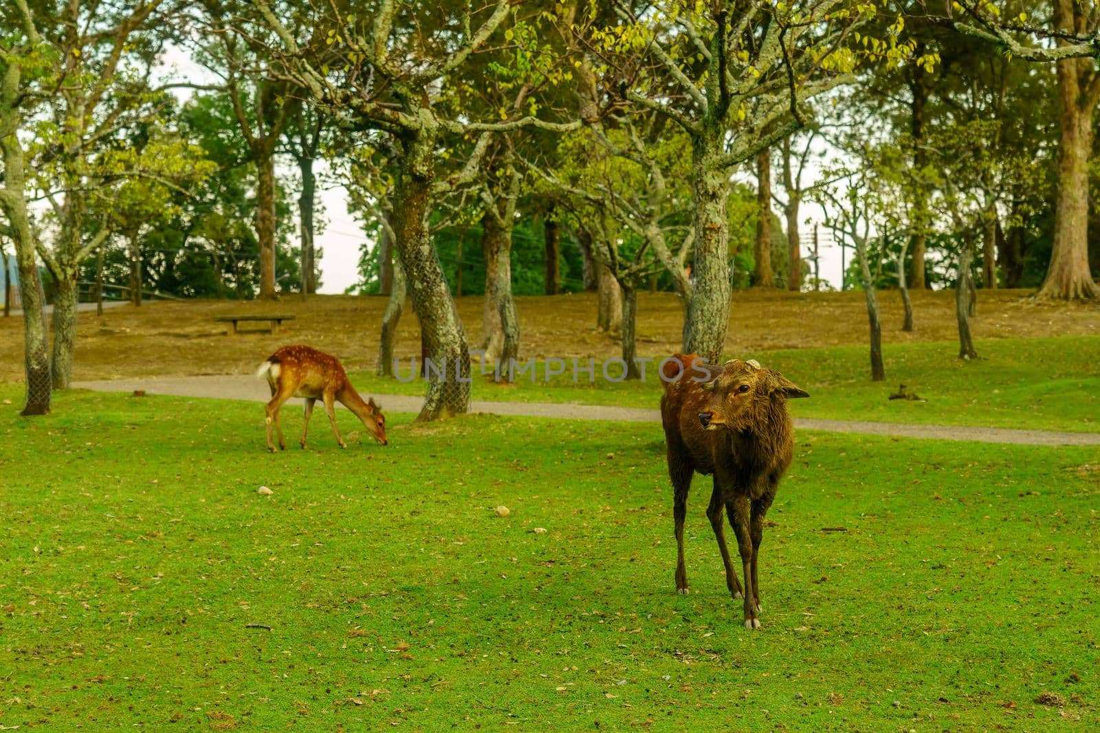 Sacred deer in Nara Park, by RnDmS