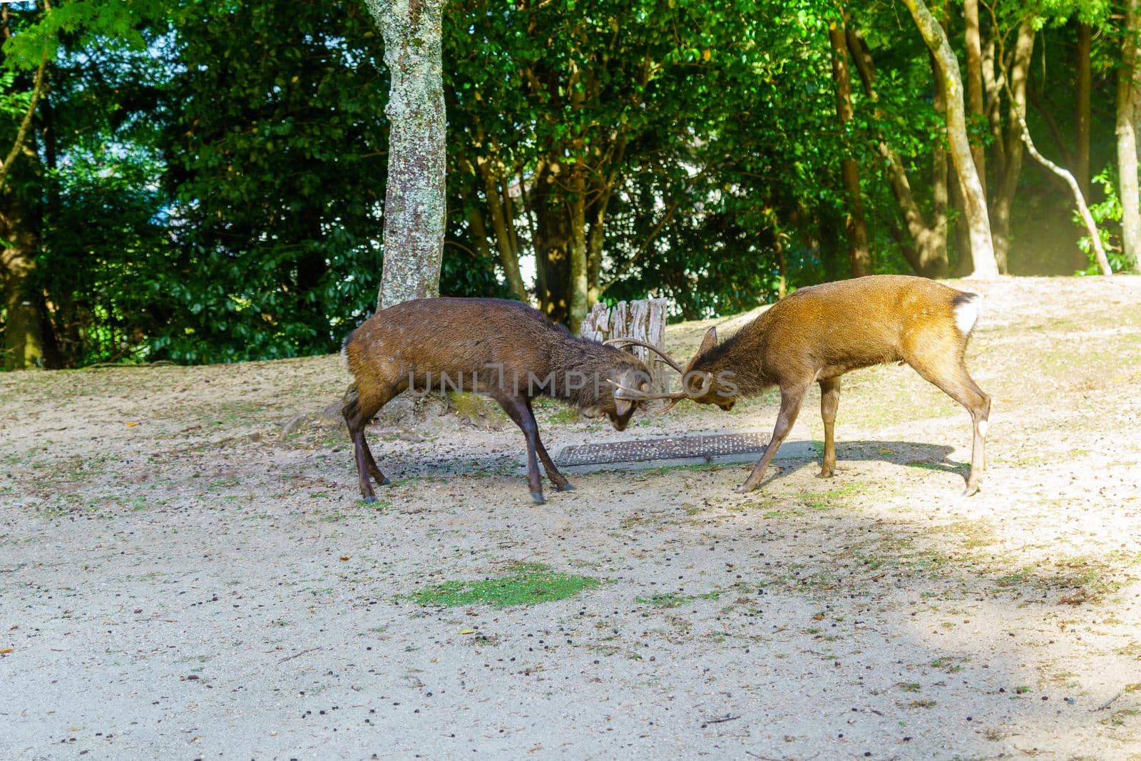 Two sacred deer fighting, in Miyajima by RnDmS