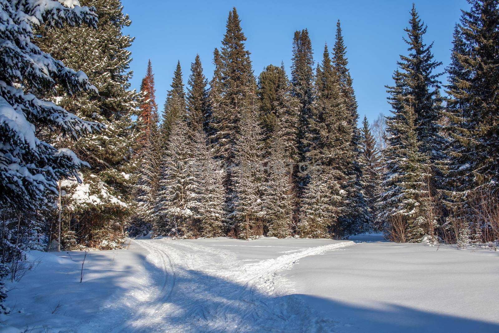 A walk through the winter forest. Snow trees and a cross-country ski trail. Beautiful and unusual roads and forest trails. Beautiful winter landscape.