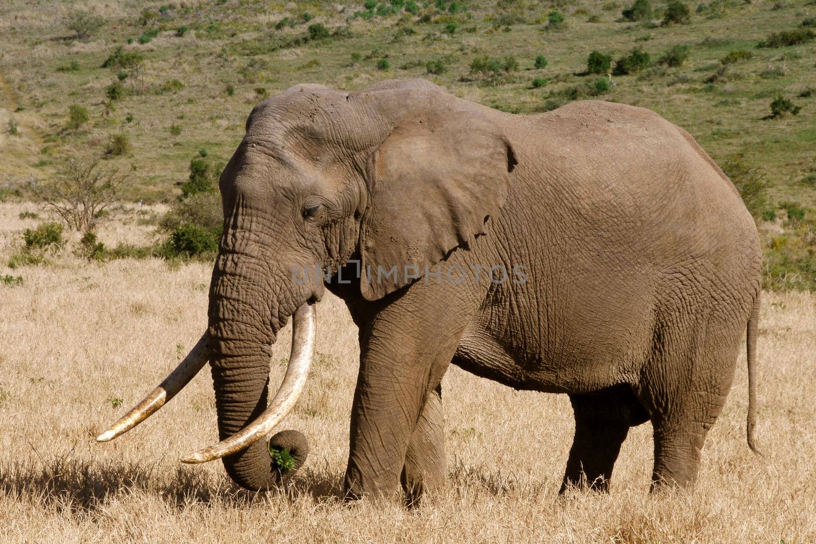Large elephant in a herd
