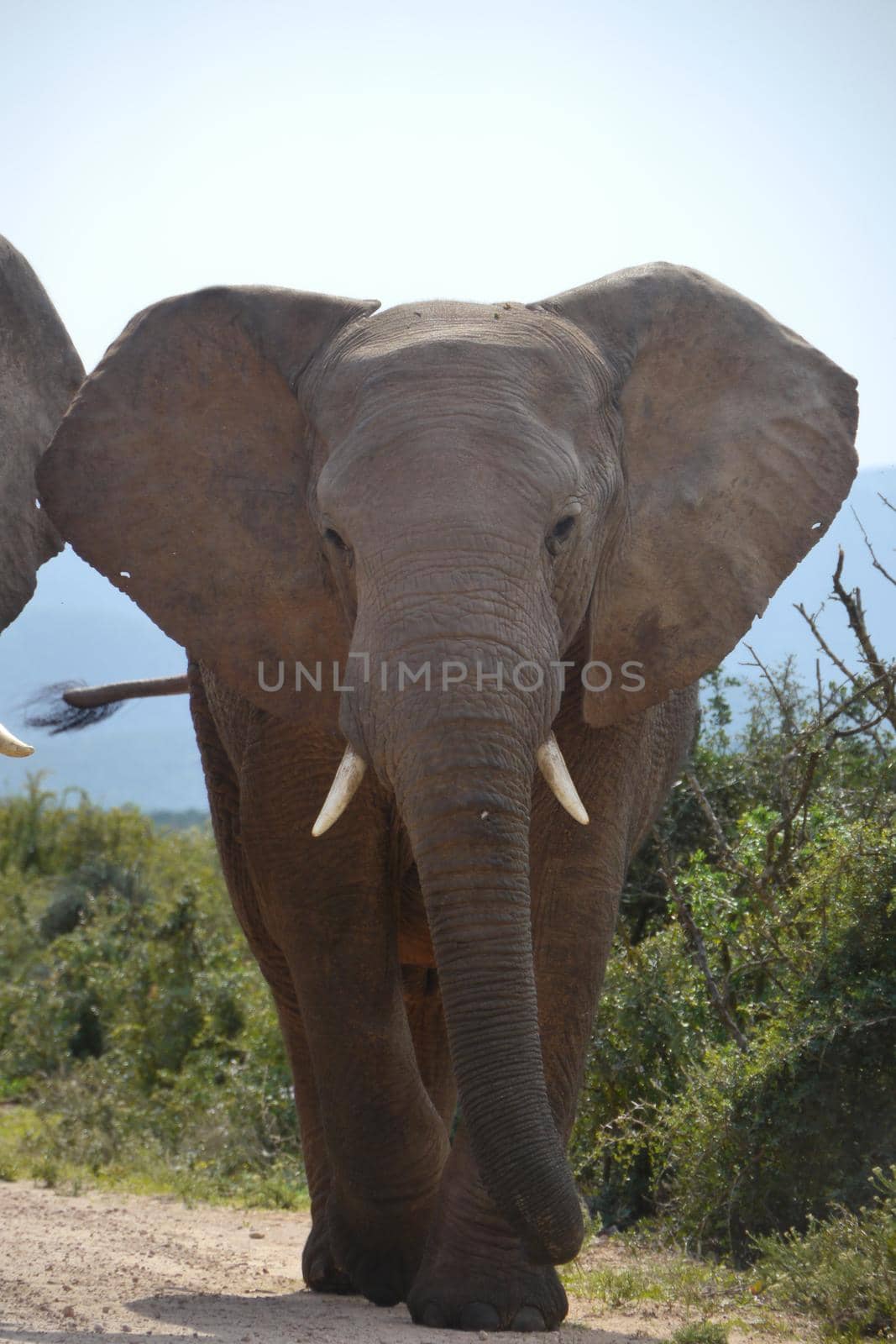 Large elephant in a herd